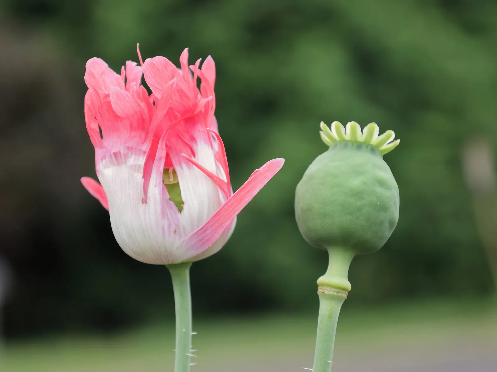 Princess Louise Oriental Poppy (Papaver Orientale 'Princess Louise') — Hardy in Zones 3-7, it thrives in well-drained soil