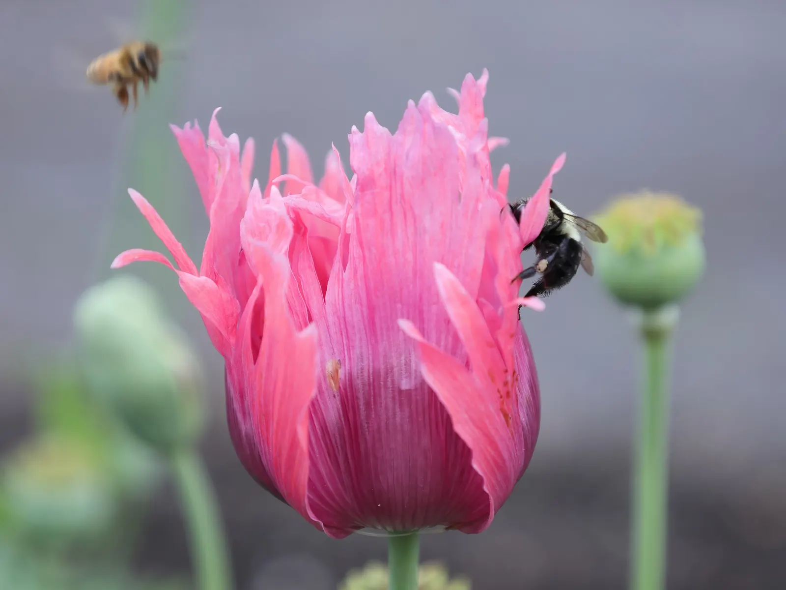 Princess Louise Oriental Poppy (Papaver Orientale 'Princess Louise') — dying back in the heat before reemerging next season