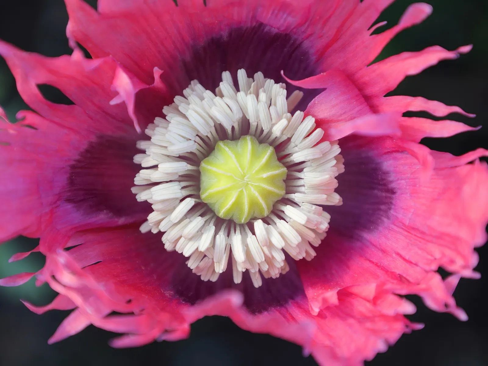 Princess Louise Oriental Poppy (Papaver Orientale 'Princess Louise') — This perennial reaches 2-3 feet in height and spreads up to 1 foot, flourishing in full