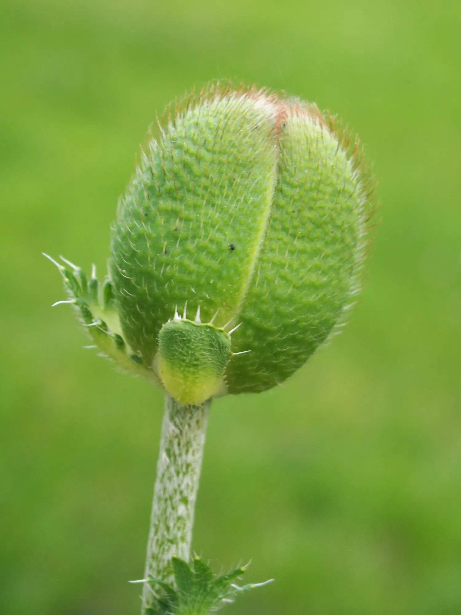 Princess Louise Oriental Poppy (Papaver Orientale 'Princess Louise') — lance-shaped leaves.<br><br>Papaver orientale 'Princess Louise' flourishes in USDA