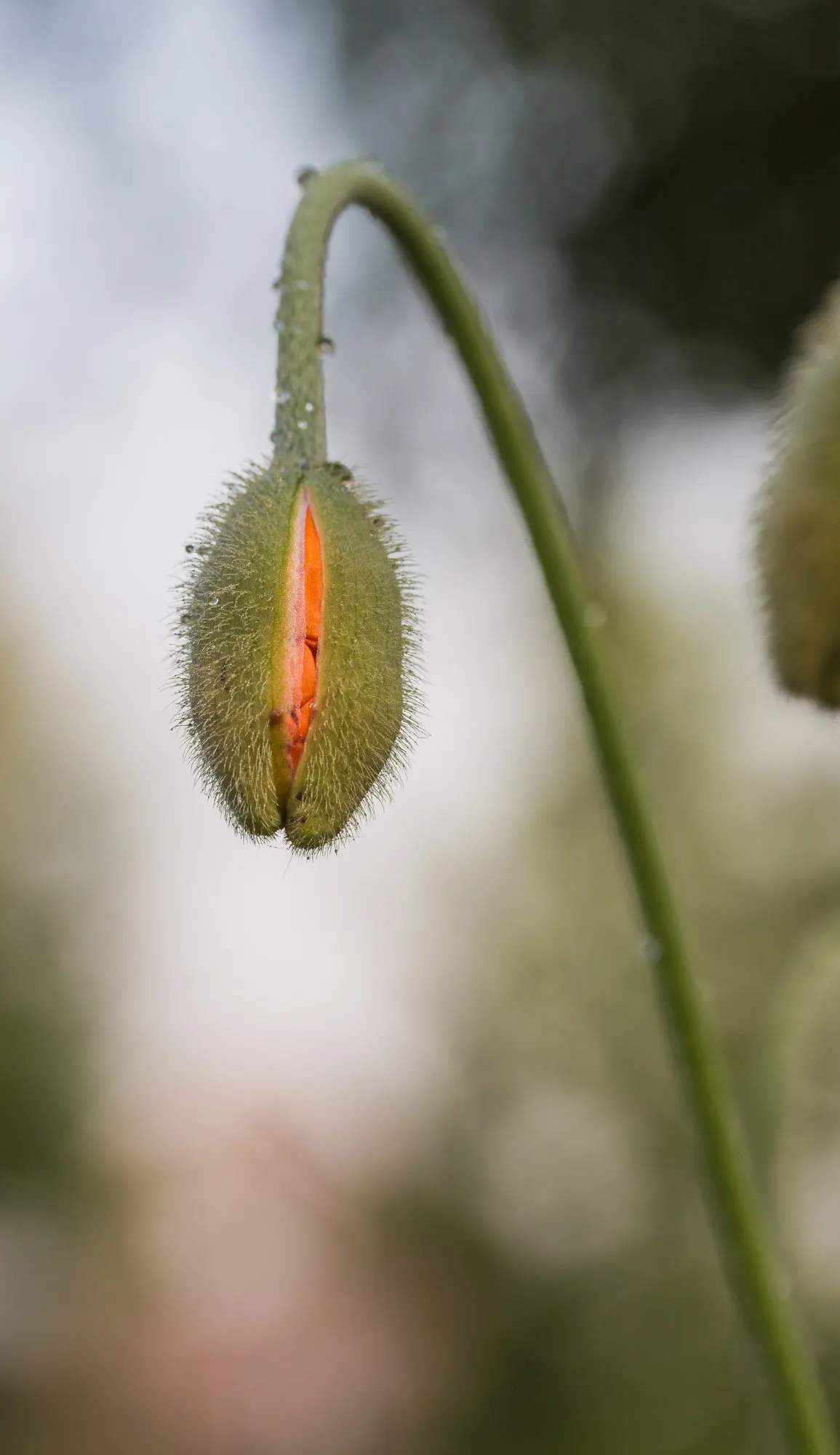 Princess Louise Oriental Poppy (Papaver Orientale 'Princess Louise') — requiring only deadheading to encourage further blooming and division every few years to