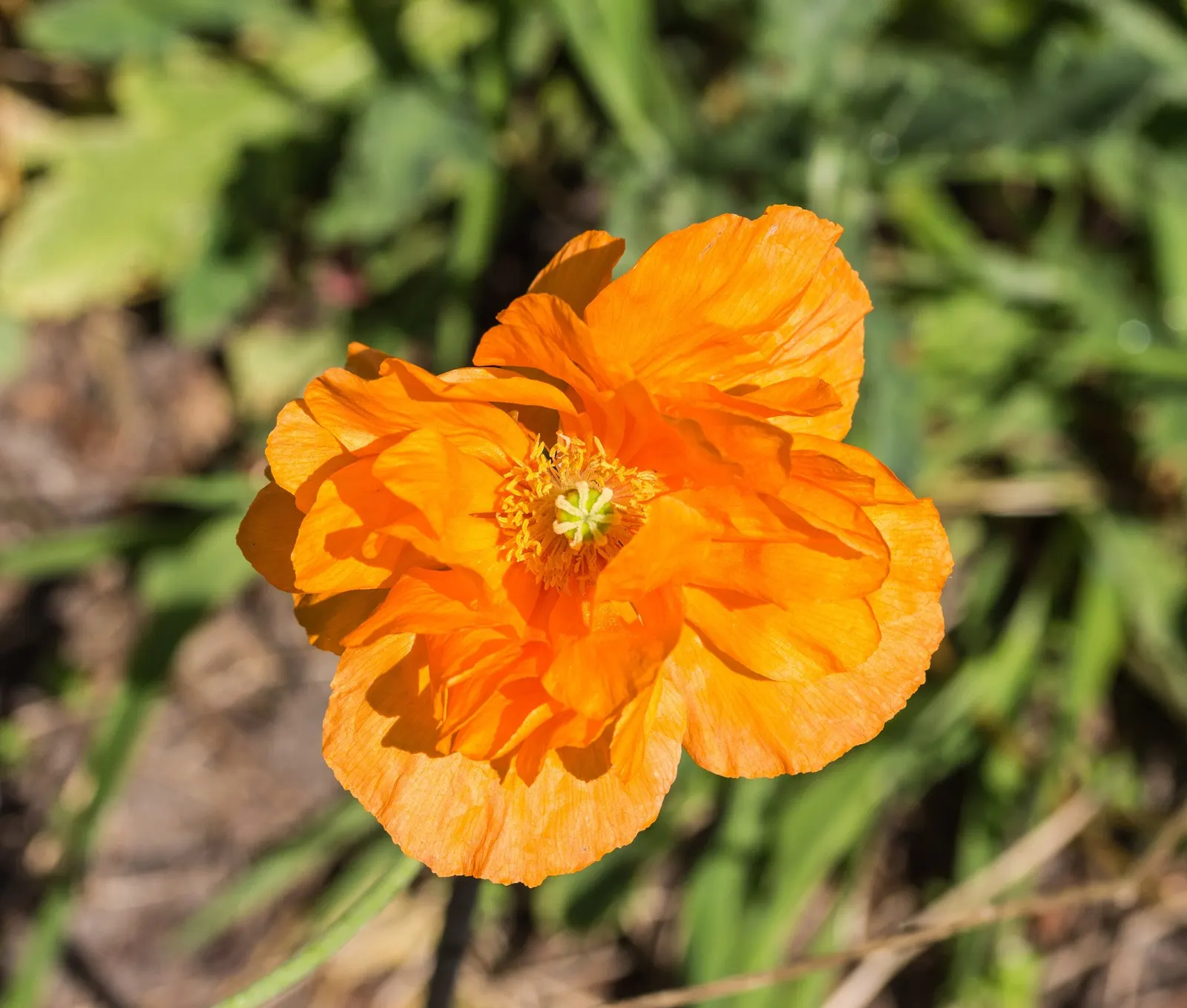 Princess Louise Oriental Poppy (Papaver Orientale 'Princess Louise') — It's an excellent choice for adding bursts of color in borders, rock gardens, or