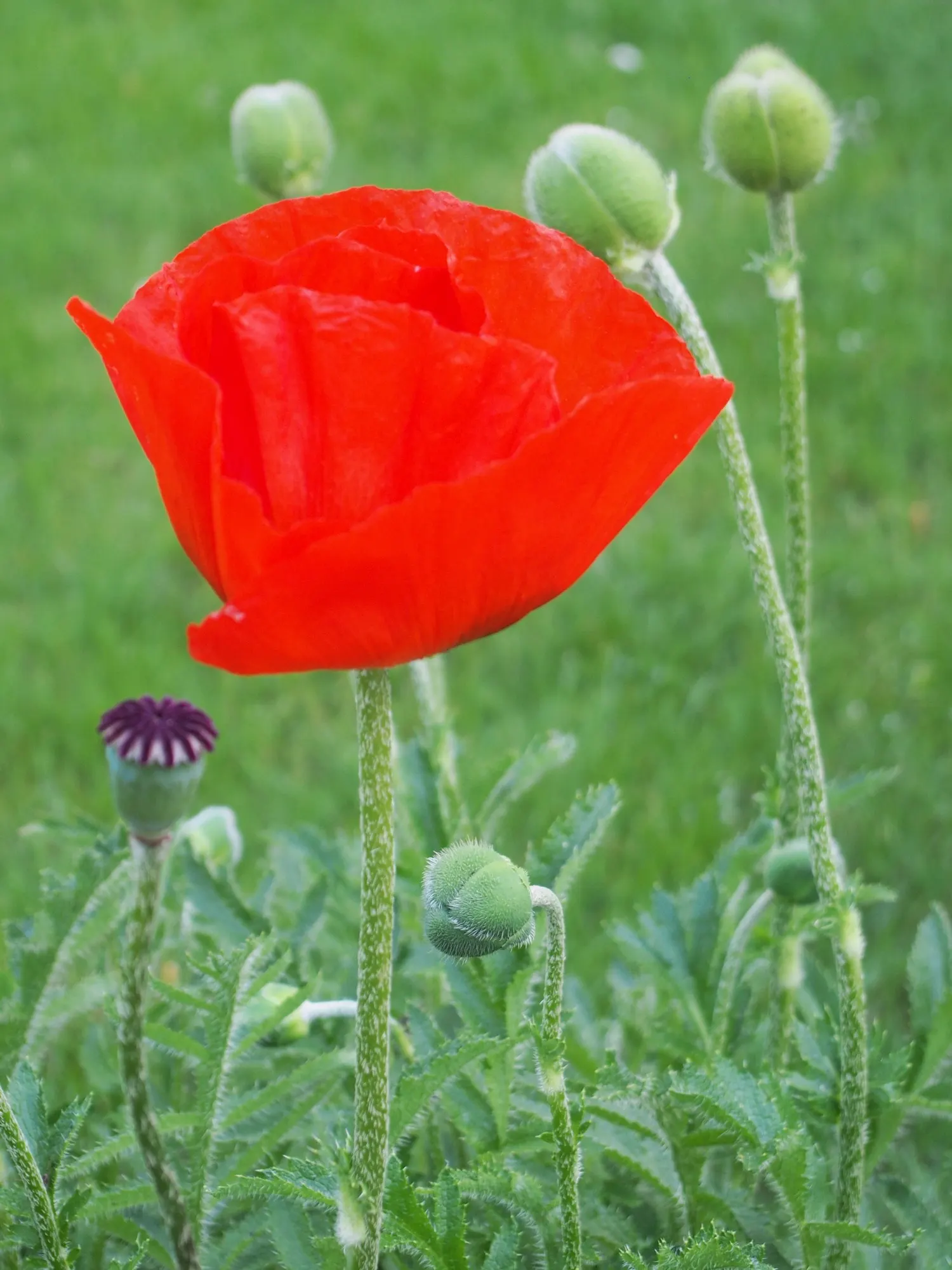 Princess Louise Oriental Poppy (Papaver Orientale 'Princess Louise') — With a preference for well-drained soil conditions