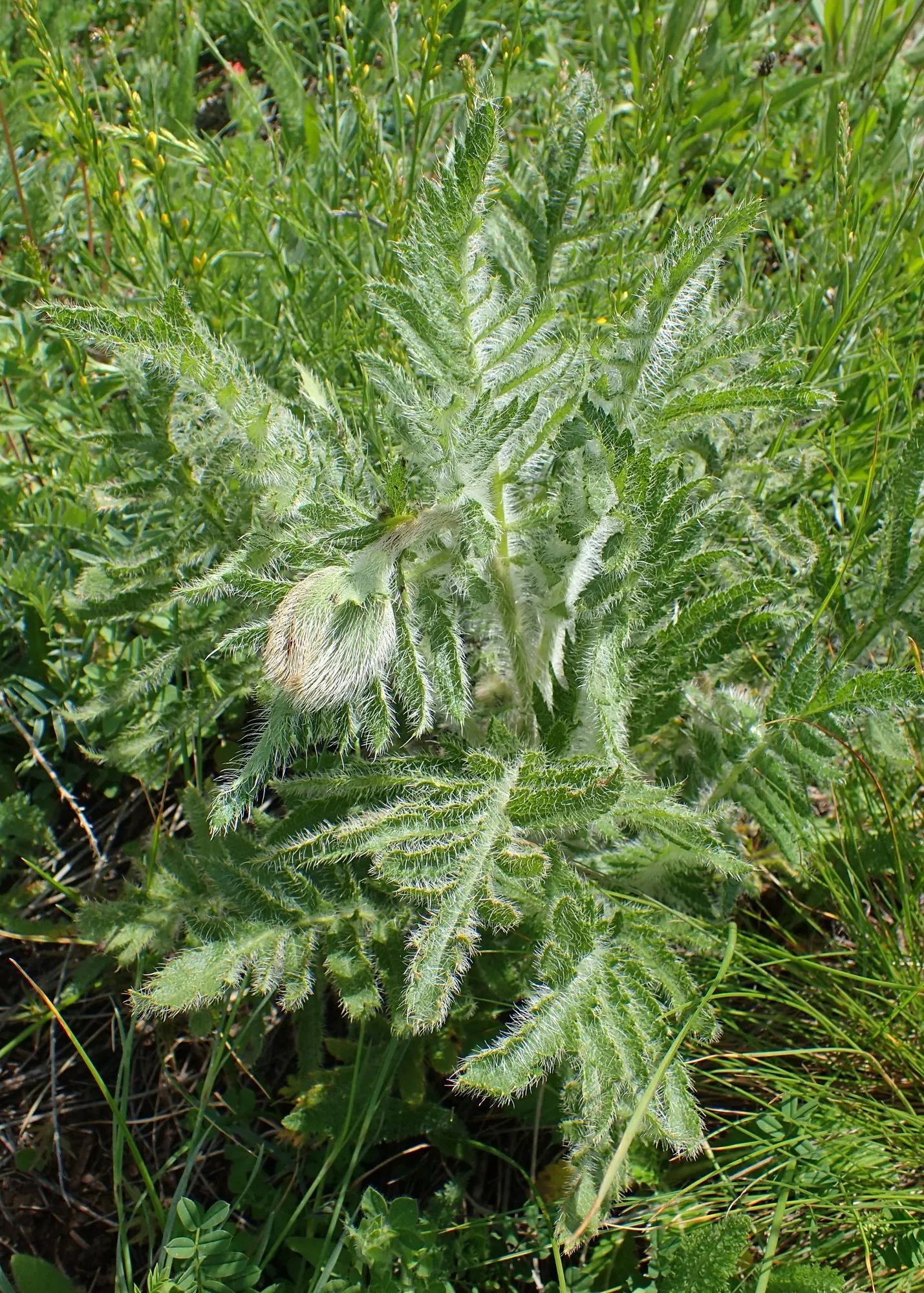 Princess Louise Oriental Poppy (Papaver Orientale 'Princess Louise') — It prefers full sun exposure to ensure vigorous growth and optimal blooming but can