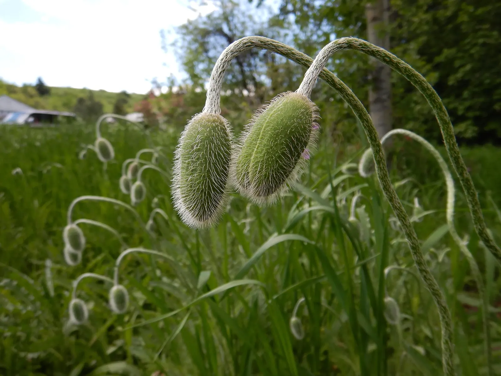 Princess Louise Oriental Poppy (Papaver Orientale 'Princess Louise') — The 'Princess Louise' is also relatively pest-free