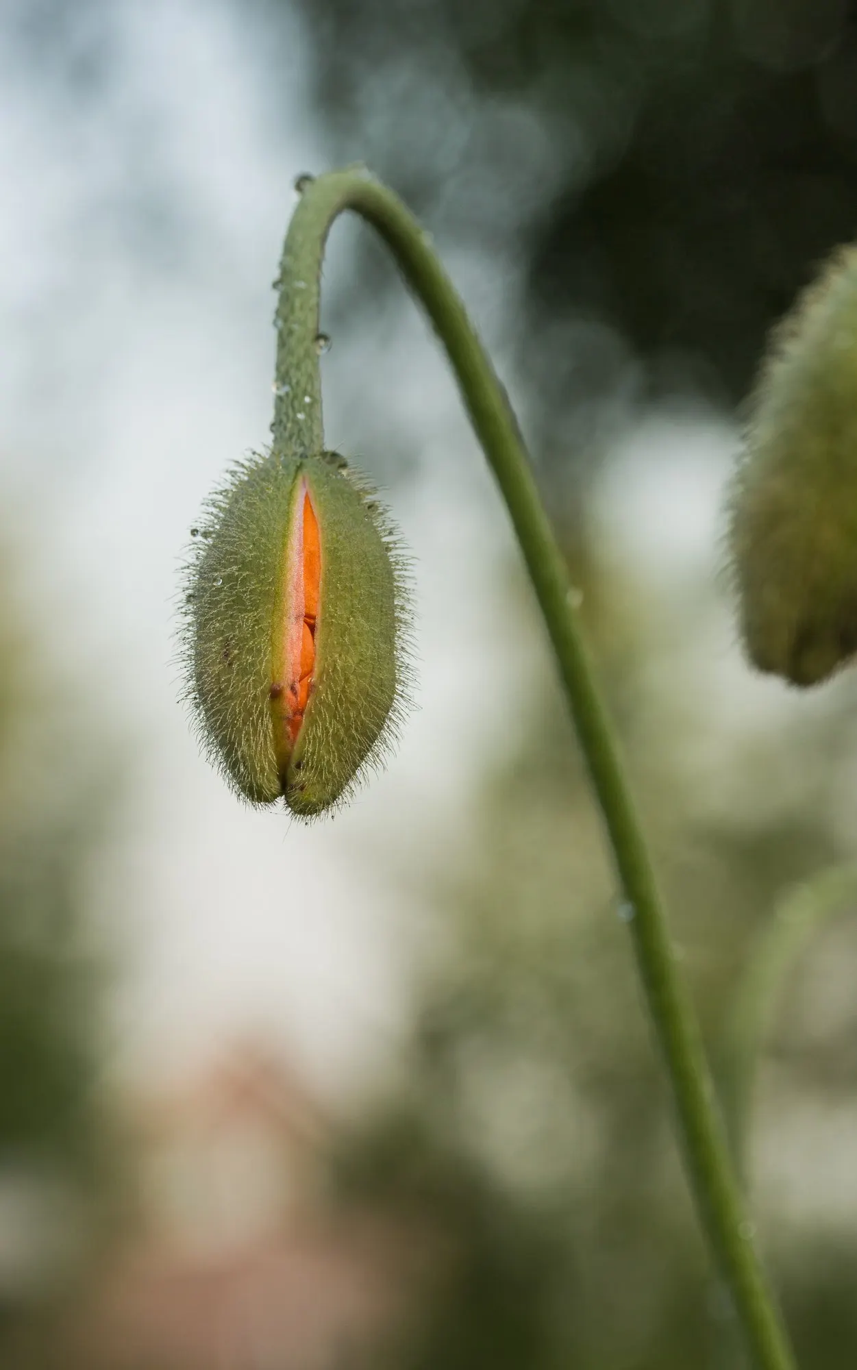 Princess Louise Oriental Poppy (Papaver Orientale 'Princess Louise') — is a remarkably eye-catching perennial bestowing an opulent display to any landscape