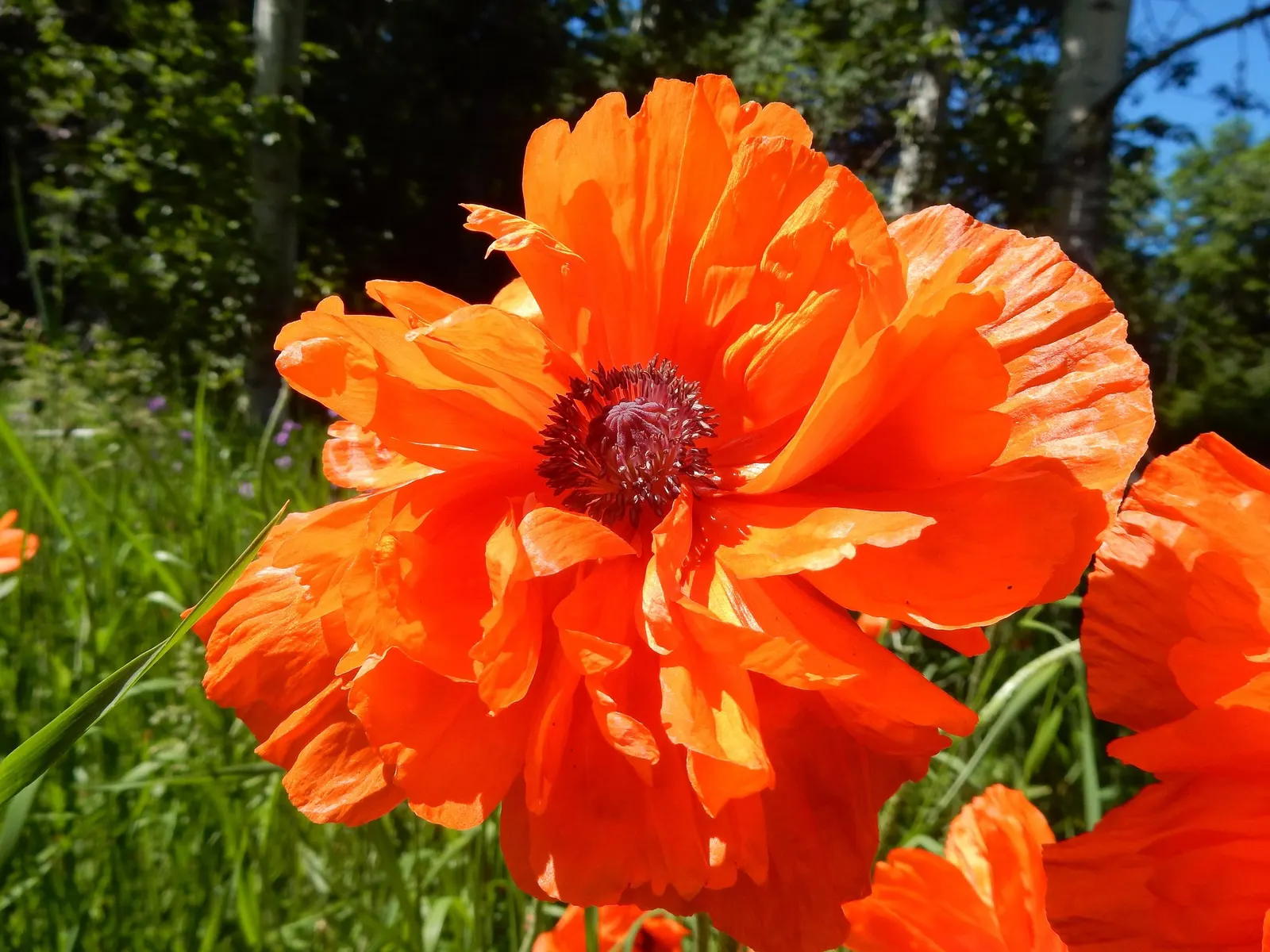 Princess Louise Oriental Poppy (Papaver Orientale 'Princess Louise') — adding an ecological benefit to its aesthetic appeal
