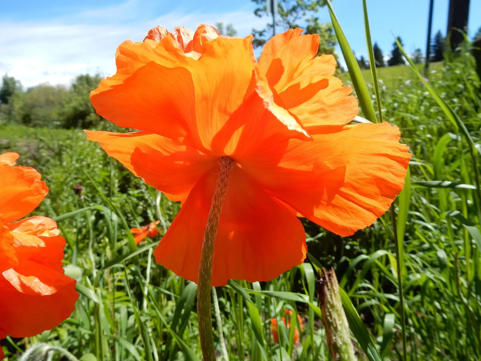 Princess Louise Oriental Poppy (Papaver Orientale 'Princess Louise') — although it can attract pollinators