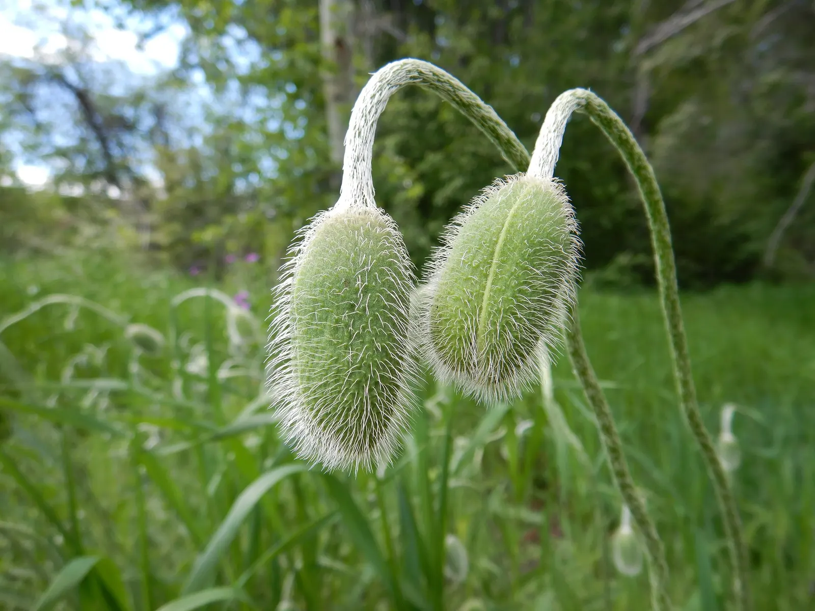Princess Louise Oriental Poppy (Papaver Orientale 'Princess Louise') — The flowers command attention with a diameter ranging from 4 to 6 inches