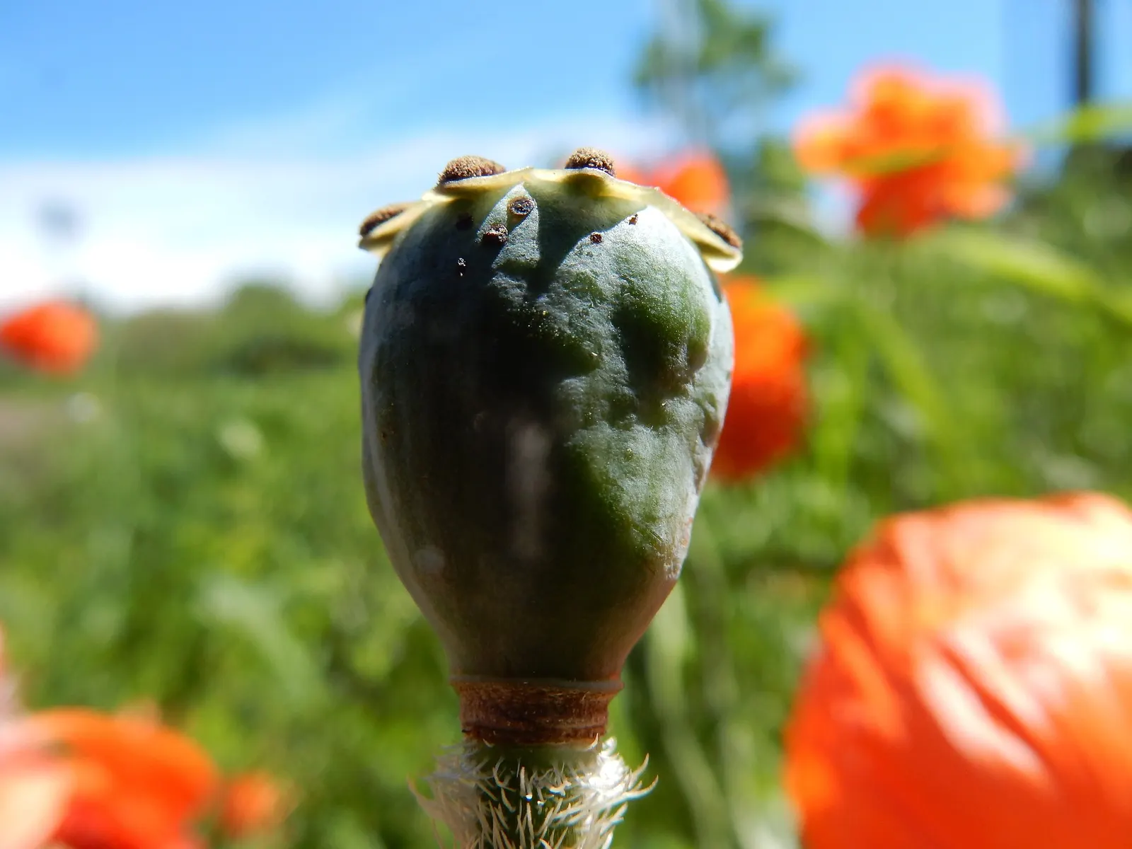 Princess Louise Oriental Poppy (Papaver Orientale 'Princess Louise') — When conversing with clients