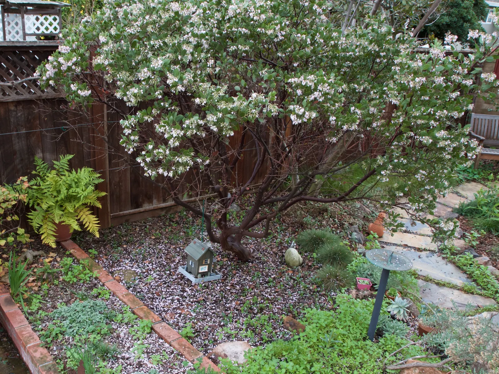 Sentinel Manzanita (Arctostaphylos X Den. 'Sentinel') — Thriving in USDA zones 8-10, it reaches 5-6 ft in height and width, requiring well-drained soils and