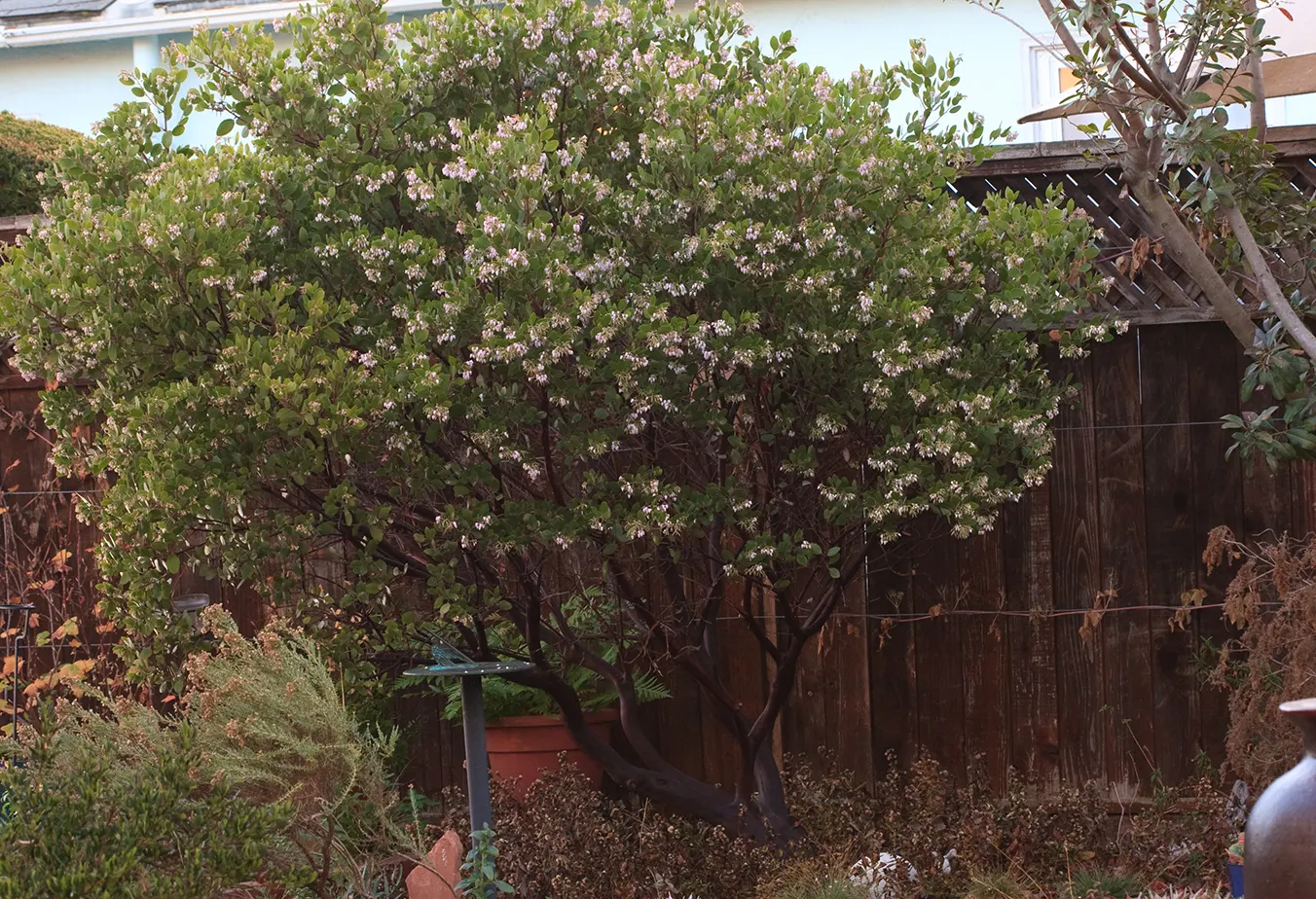 Sentinel Manzanita (Arctostaphylos X Den. 'Sentinel') — Arctostaphylos x densiflora 'Sentinel'