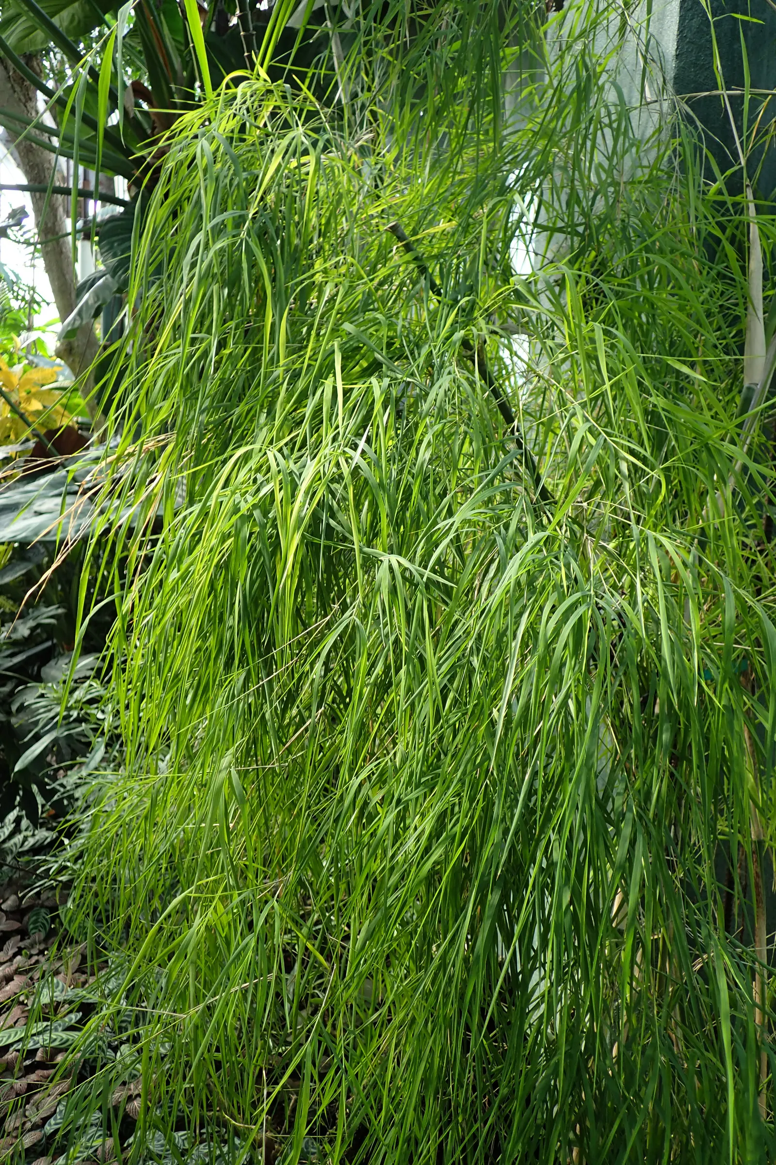 Mexican Weeping Bamboo (Otatea Acuminata Aztecorum) — delicate leaves that hang from thin