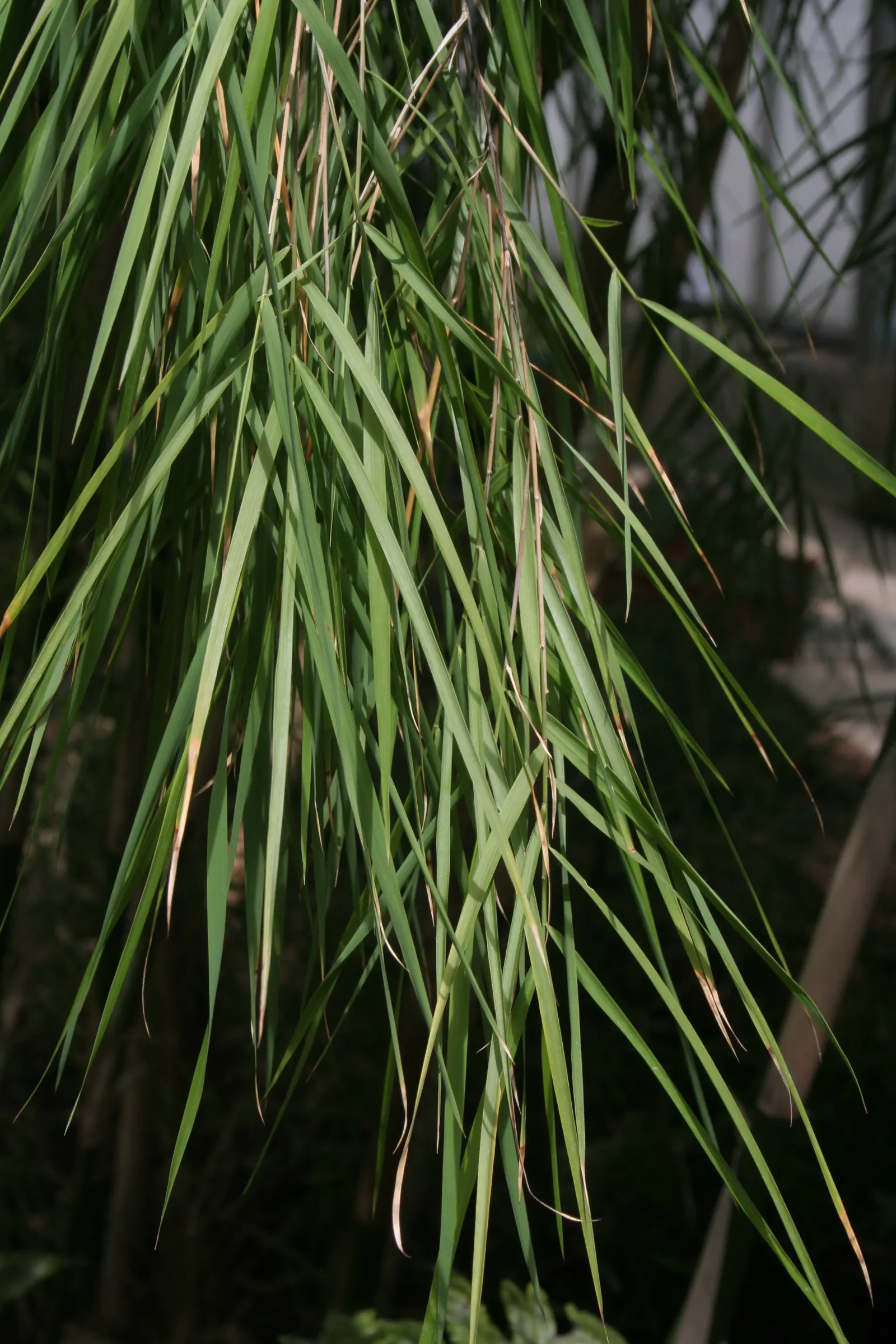 Mexican Weeping Bamboo (Otatea Acuminata Aztecorum) — Mexican Weeping Bamboo remains a favorite for its peaceful and exotic charm
