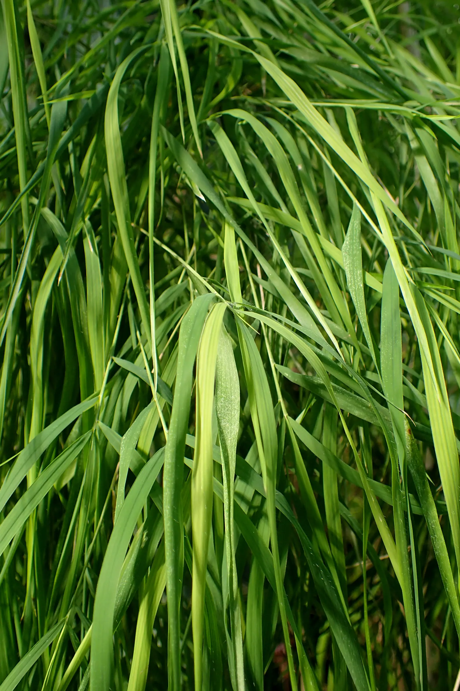 Mexican Weeping Bamboo (Otatea Acuminata Aztecorum) — particularly during dry spells