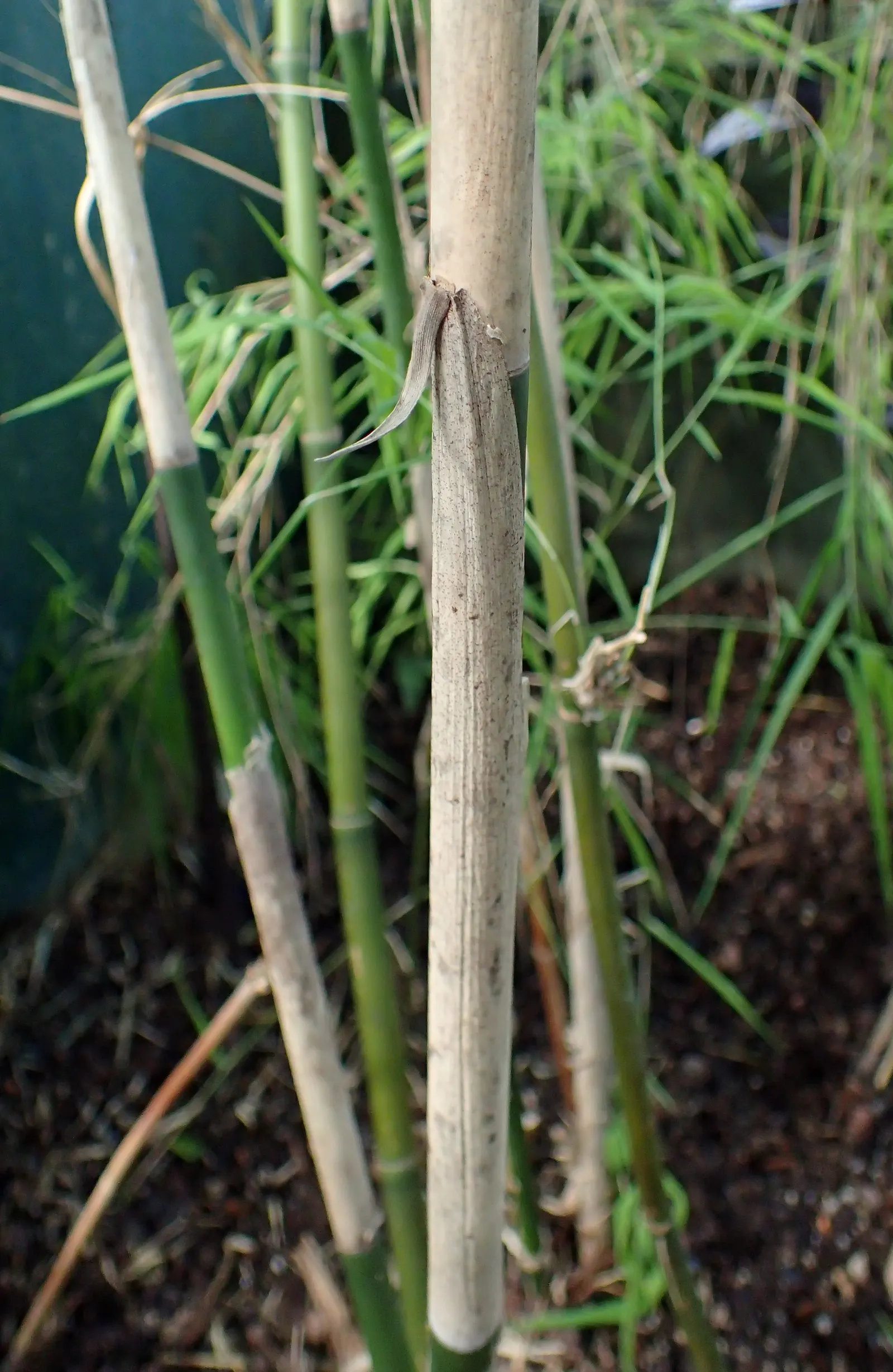 Mexican Weeping Bamboo (Otatea Acuminata Aztecorum) — Mexican Weeping Bamboo (Otatea acuminata aztecorum) offers a graceful aesthetic with its arching