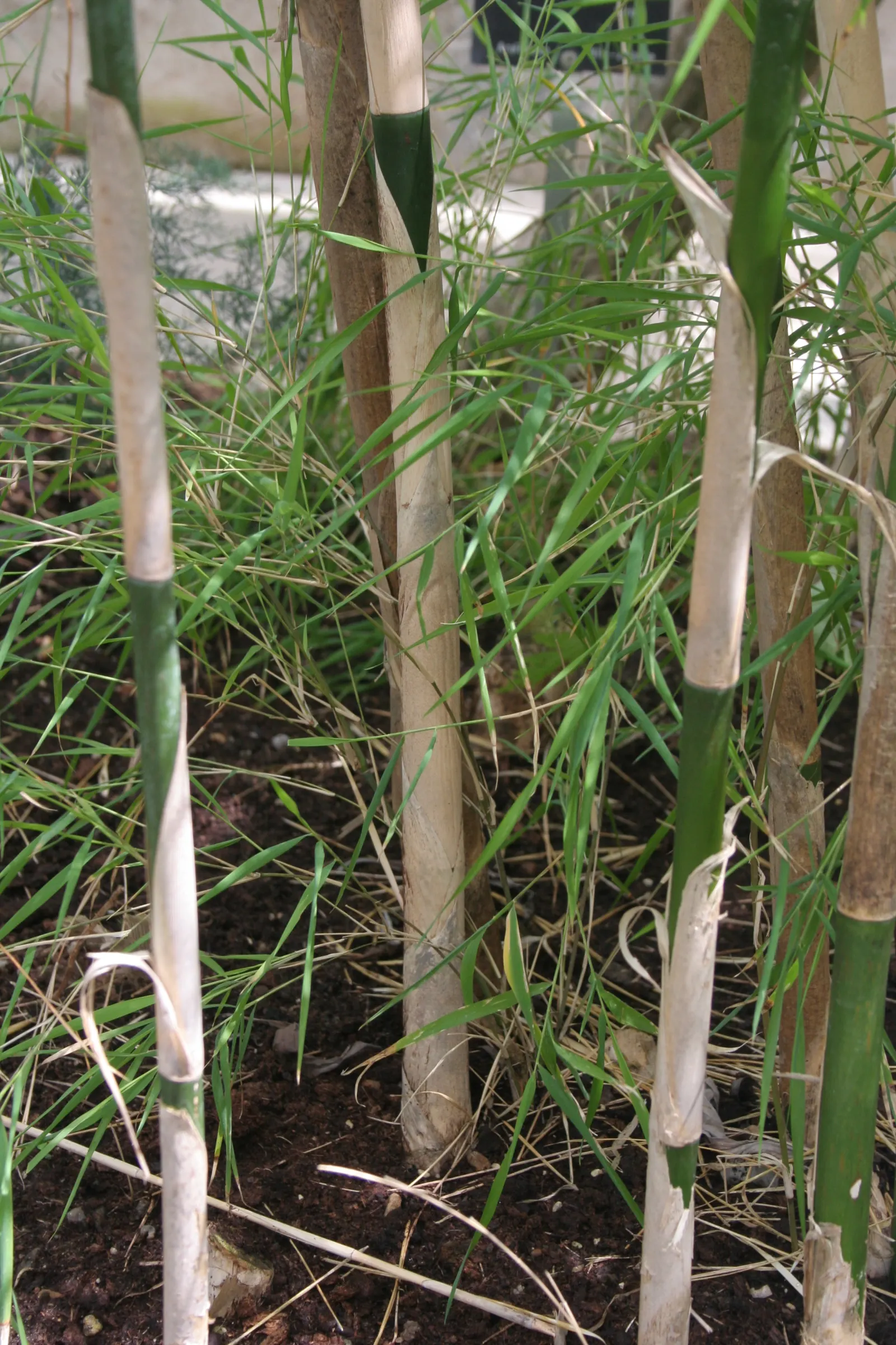 Mexican Weeping Bamboo (Otatea Acuminata Aztecorum) — Place it where its soft, rustling sound can be enjoyed, such as near a seating area or bedroom window