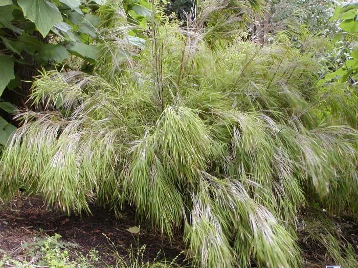 Mexican Weeping Bamboo (Otatea Acuminata Aztecorum) — Mexican Weeping Bamboo is adaptable in USDA Hardiness Zones 8 through 11