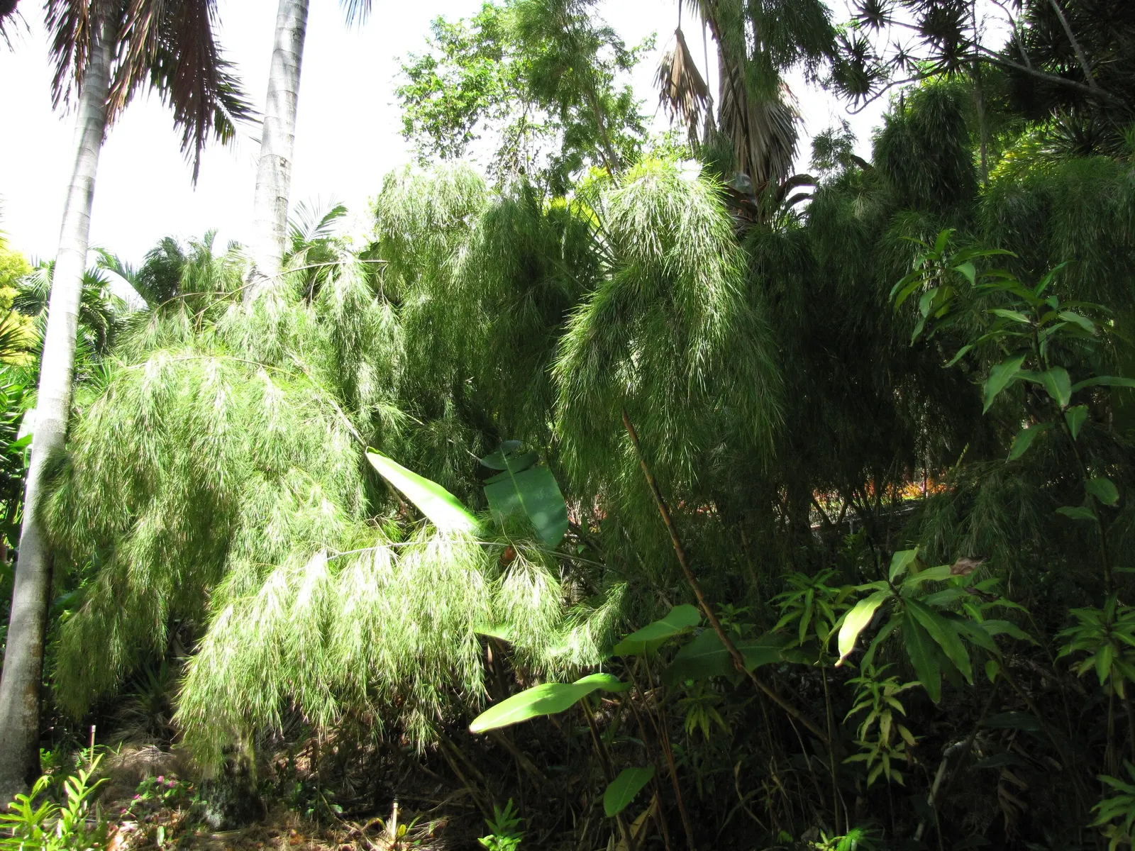 Mexican Weeping Bamboo (Otatea Acuminata Aztecorum) — delicate canes and feathery foliage; mexican Weeping Bamboo is adaptable in USDA Hardiness Zones 8