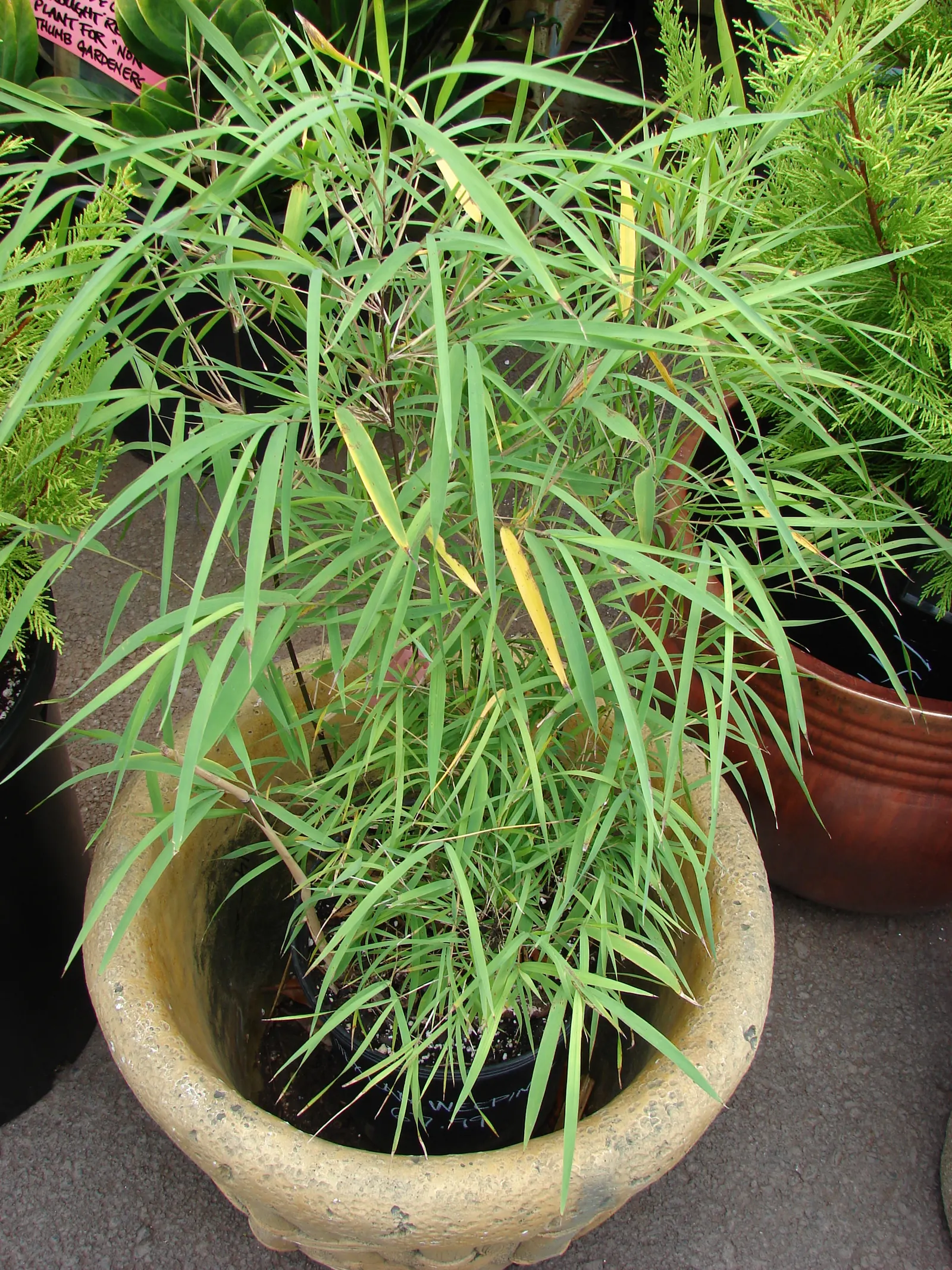Mexican Weeping Bamboo (Otatea Acuminata Aztecorum) — delicate canes and feathery foliage