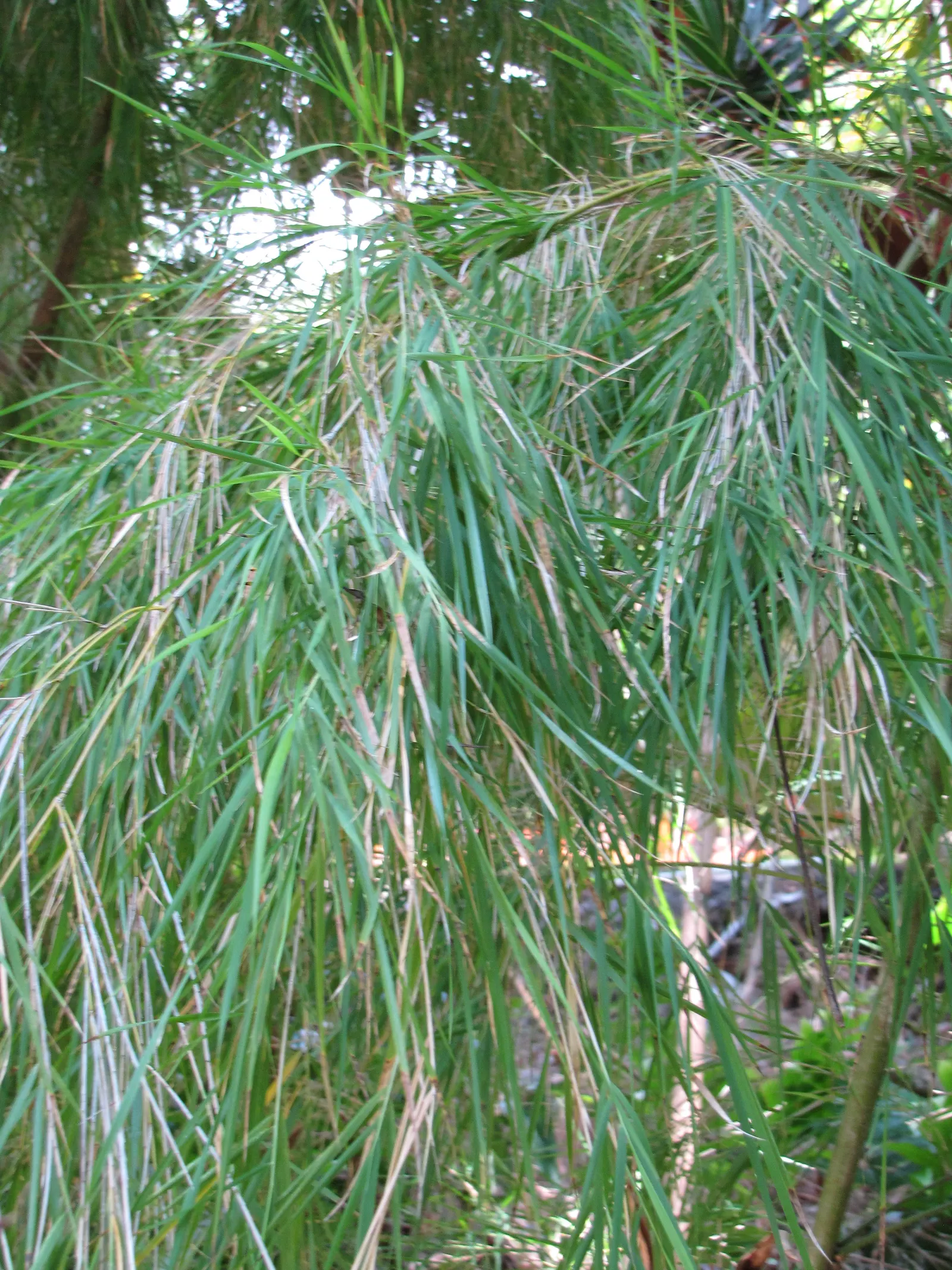 Mexican Weeping Bamboo (Otatea Acuminata Aztecorum) — bamboo for full or half or shade