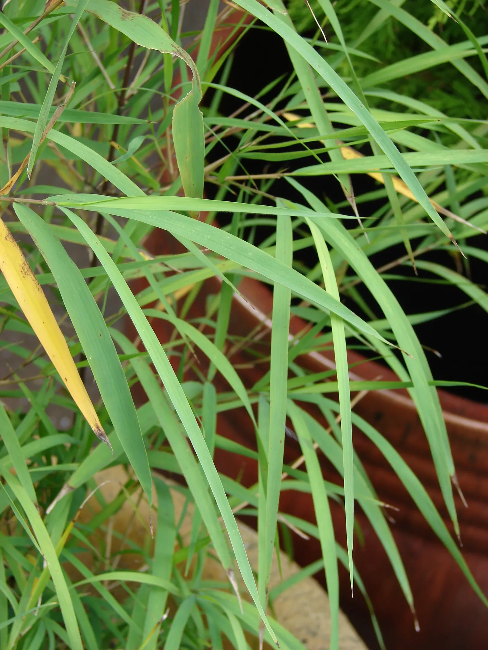 Mexican Weeping Bamboo (Otatea Acuminata Aztecorum) — This clumping bamboo reaches heights of 15-20 feet and spreads 10-15 feet wide