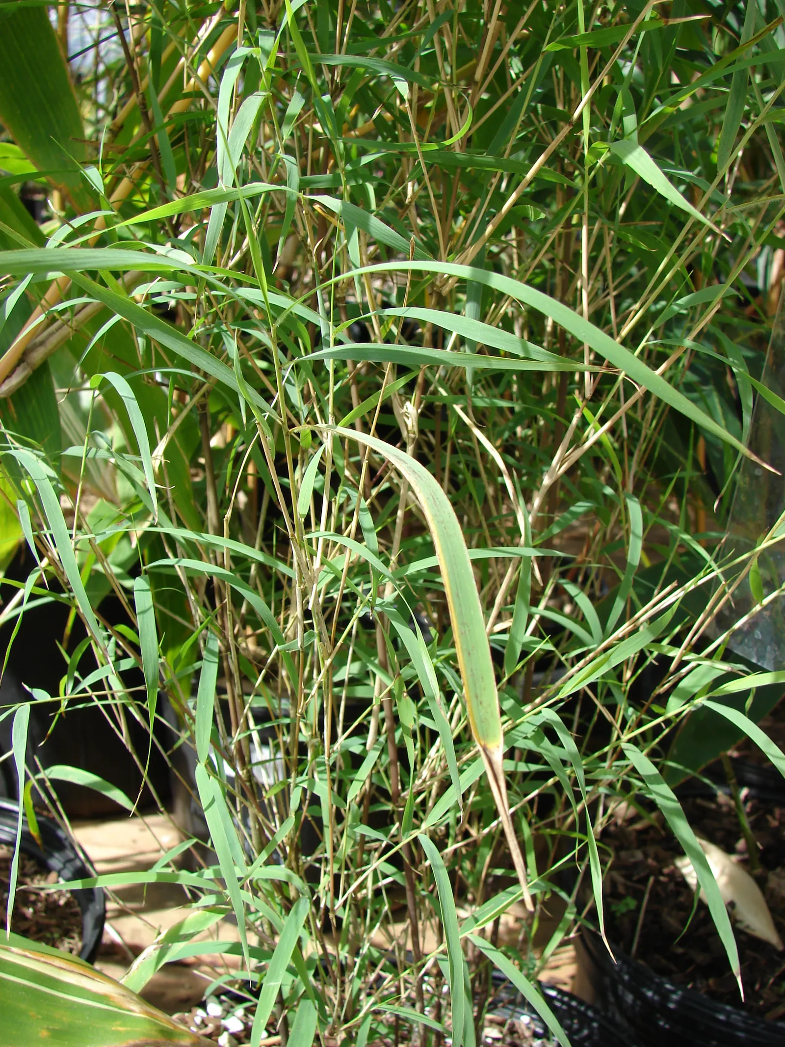 Mexican Weeping Bamboo (Otatea Acuminata Aztecorum) — Mexican Weeping Bamboo is adaptable in USDA Hardiness Zones 8 through 11; ideal for creating soft screens