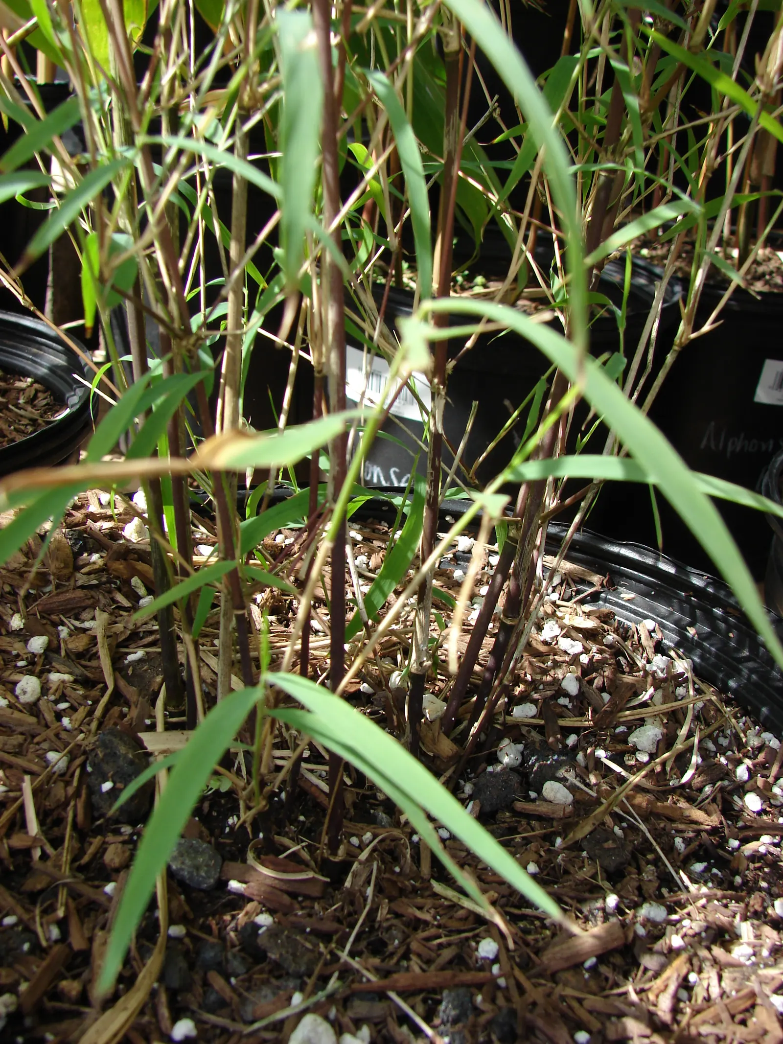 Mexican Weeping Bamboo (Otatea Acuminata Aztecorum) — consider its mature size for spatial planning