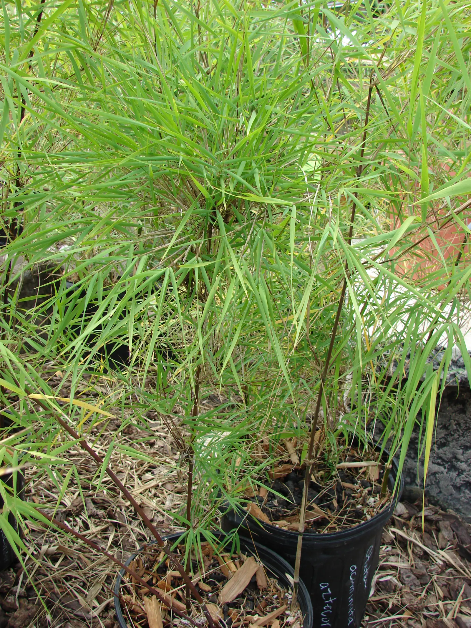 Mexican Weeping Bamboo (Otatea Acuminata Aztecorum) — clumping bamboo that is native to the forests of central and southern Mexico