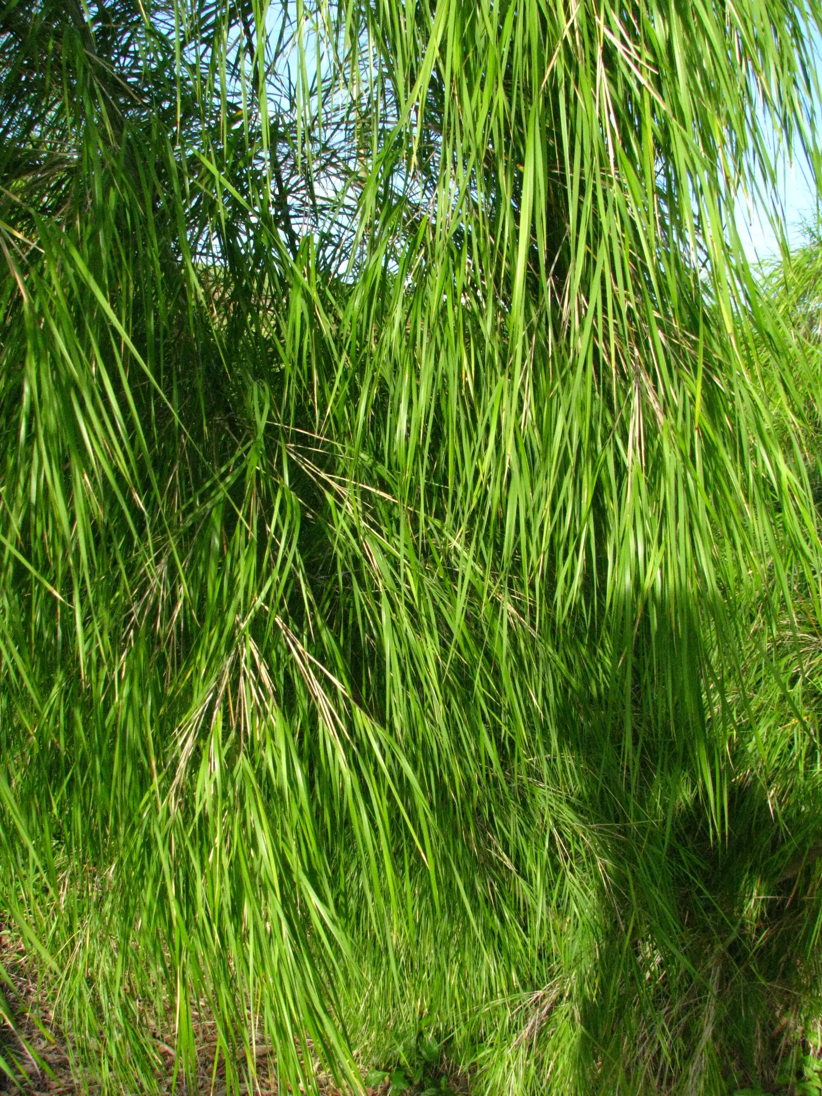 Mexican Weeping Bamboo (Otatea Acuminata Aztecorum) — botanically known as Otatea acuminata aztecorum
