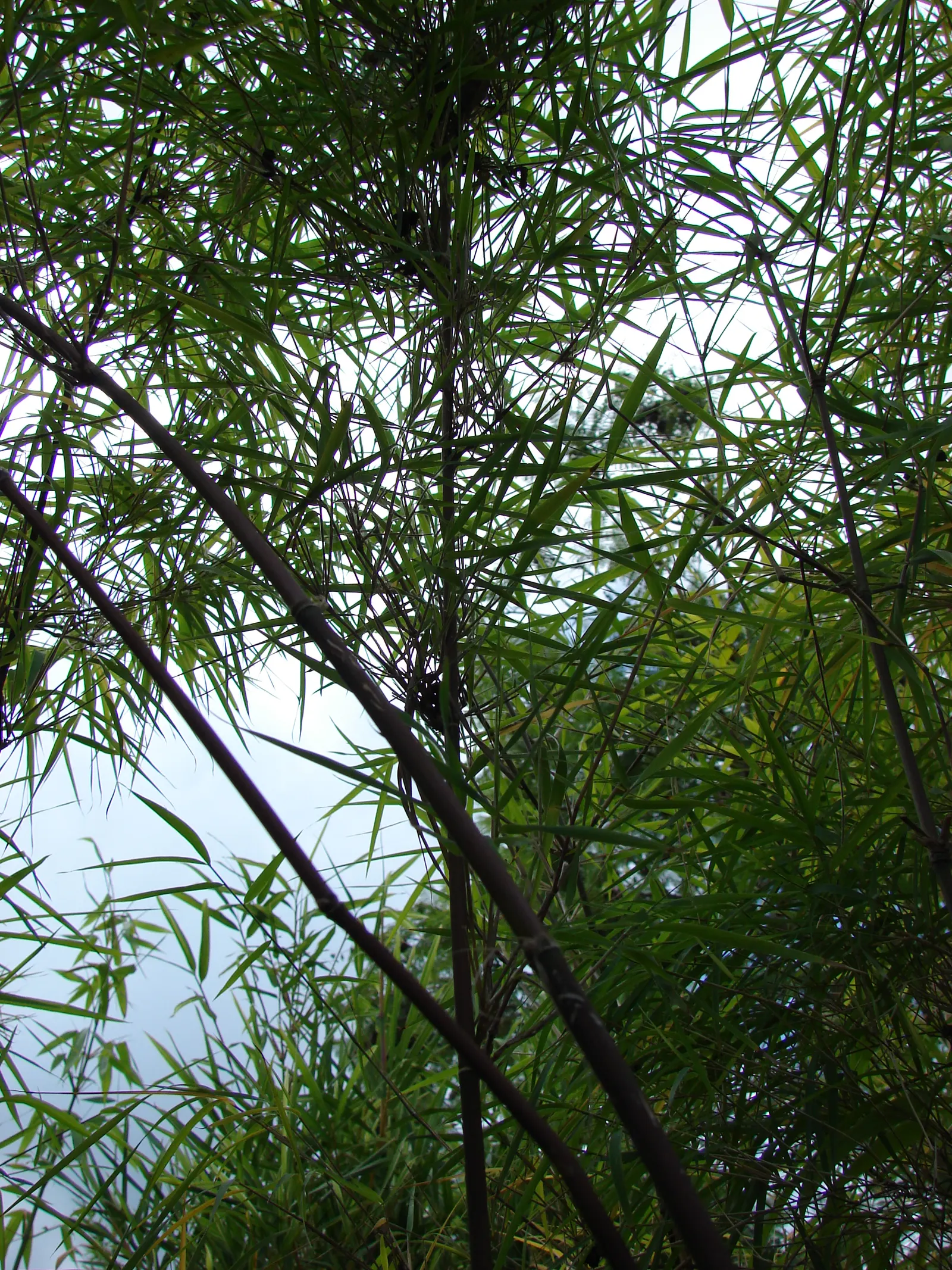 Mexican Weeping Bamboo (Otatea Acuminata Aztecorum) — tropical aesthetic.<br><br>Growing between 15 to 20 feet in height with a spread of about 6 to 10 feet