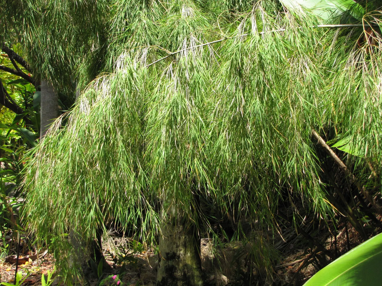 Mexican Weeping Bamboo (Otatea Acuminata Aztecorum) — This non-invasive species is appreciated for its gently arched
