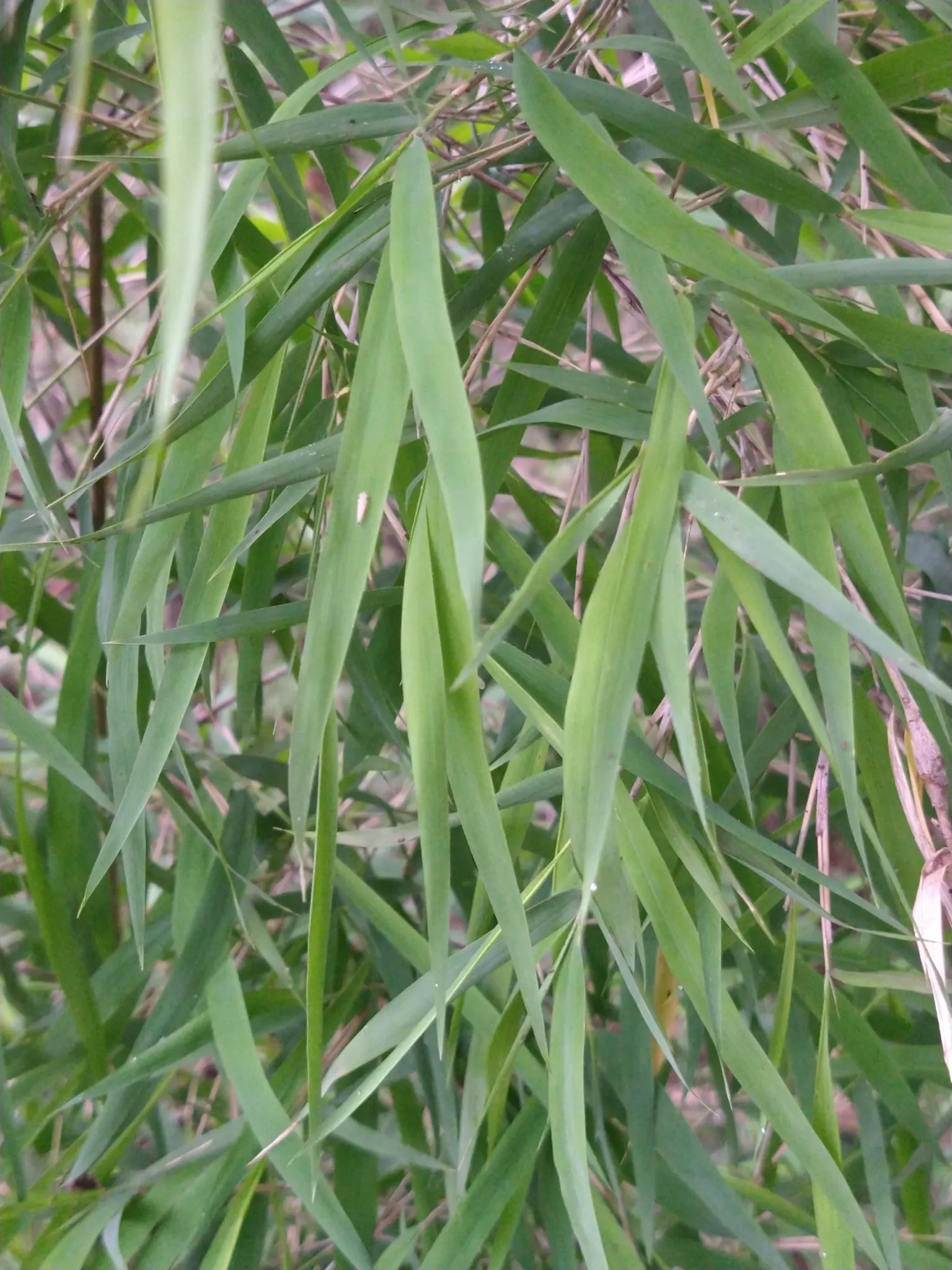 Mexican Weeping Bamboo (Otatea Acuminata Aztecorum) — Preferring full sun to partial shade, it thrives in well-drained soil and is drought-tolerant once