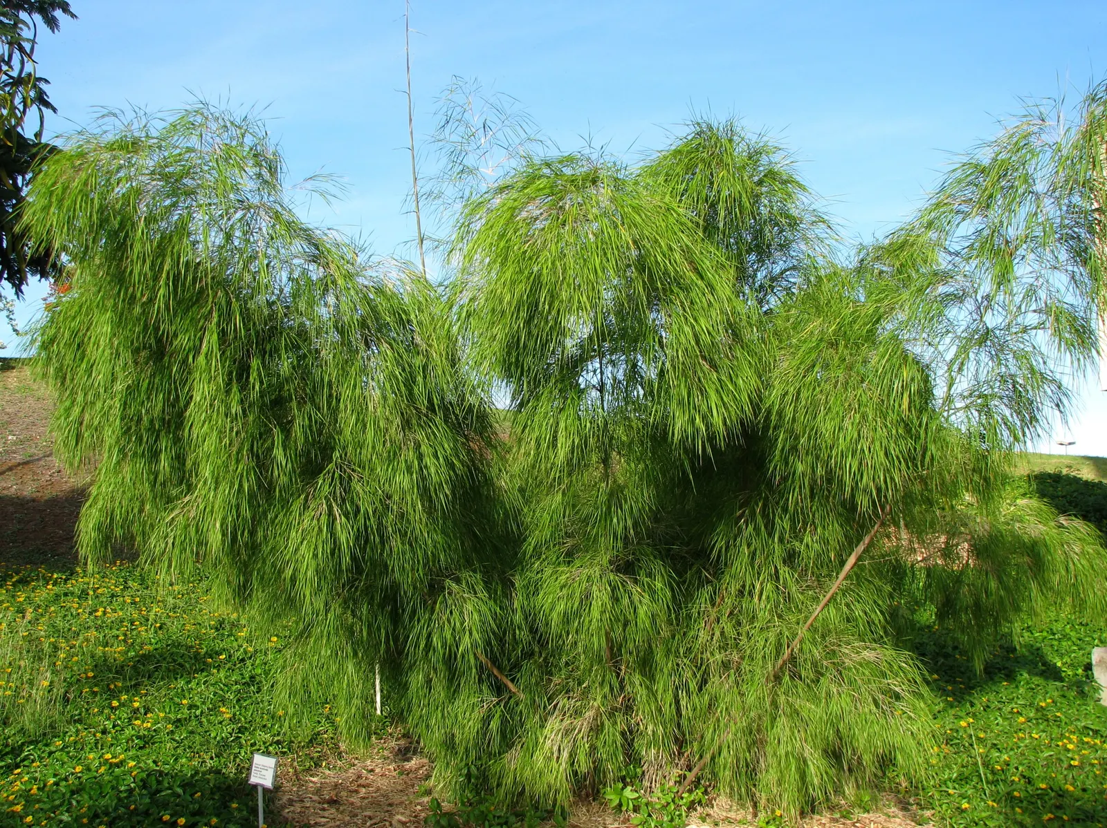 Mexican Weeping Bamboo (Otatea Acuminata Aztecorum) — Ideal for creating soft screens and adding movement to the landscape