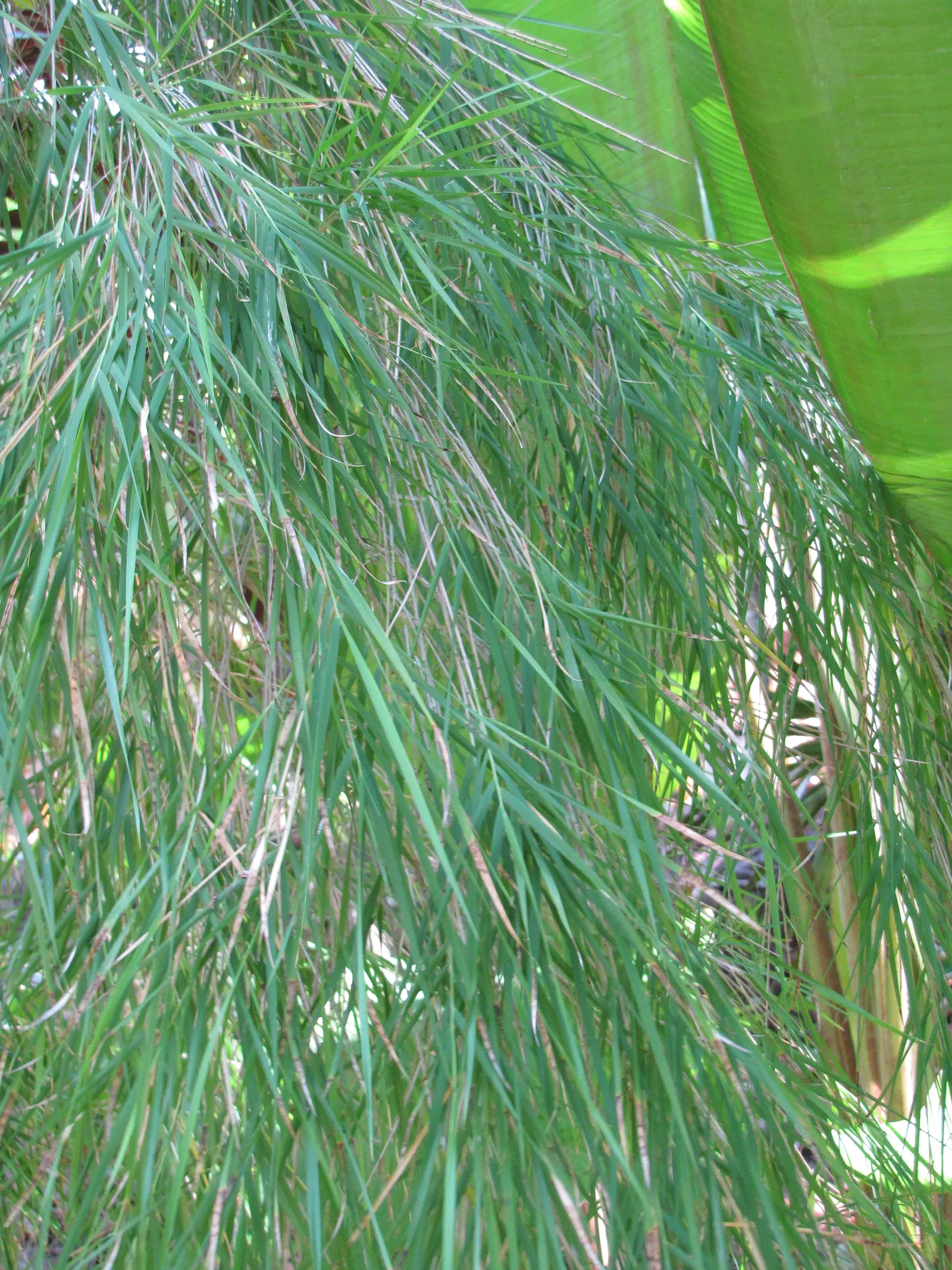 Mexican Weeping Bamboo (Otatea Acuminata Aztecorum) — Ideal for creating soft screens and adding movement to the landscape; this non-invasive species is