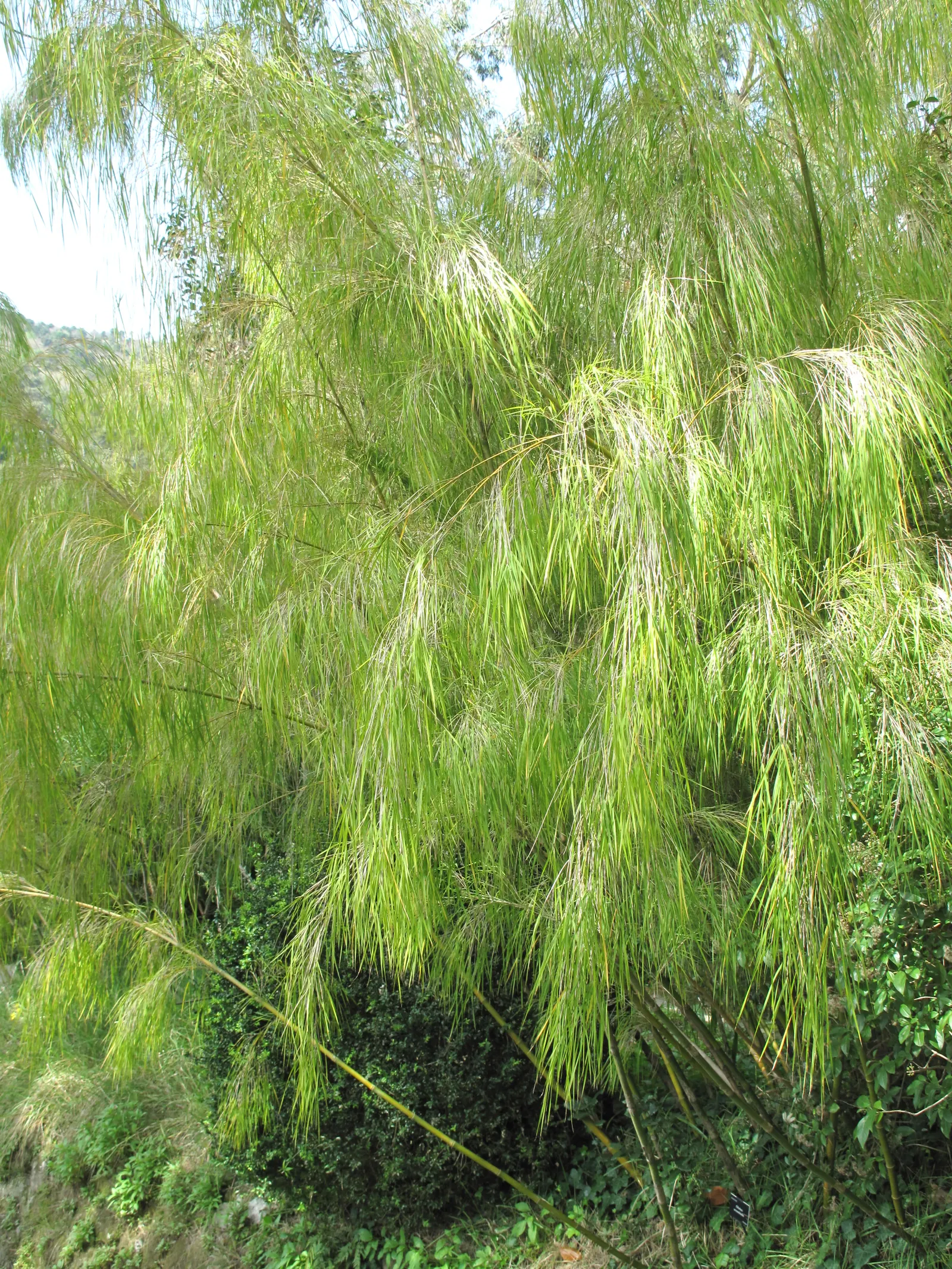 Mexican Weeping Bamboo (Otatea Acuminata Aztecorum) — clumping bamboo that is native to the forests of central and southern Mexico; botanically known as Otatea