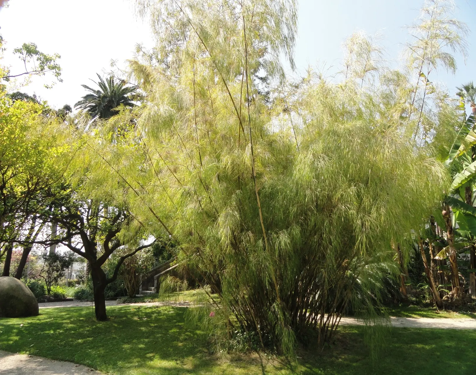 Mexican Weeping Bamboo (Otatea Acuminata Aztecorum) — Preferring full sun to partial shade, it thrives in well-drained soil and is drought-tolerant, image 27