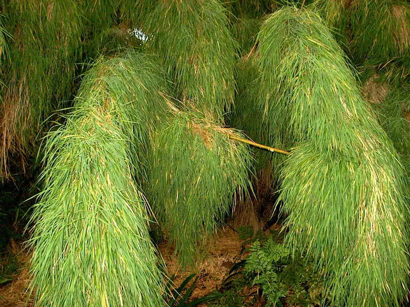 Mexican Weeping Bamboo (Otatea Acuminata Aztecorum) — Mexican Weeping Bamboo (Otatea acuminata aztecorum) offers a graceful aesthetic with its, image 24