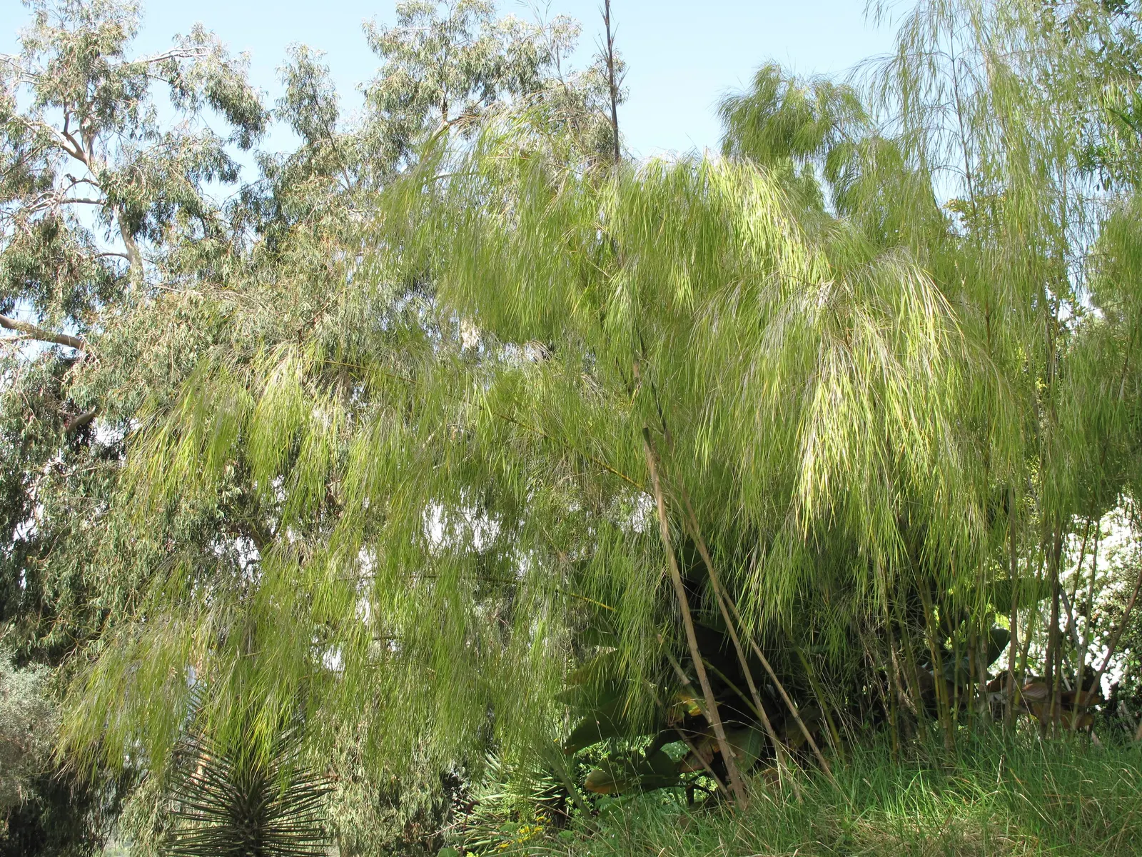 Mexican Weeping Bamboo (Otatea Acuminata Aztecorum) — it's a versatile ornamental plant for zones 8-11; delicate leaves that hang from thin