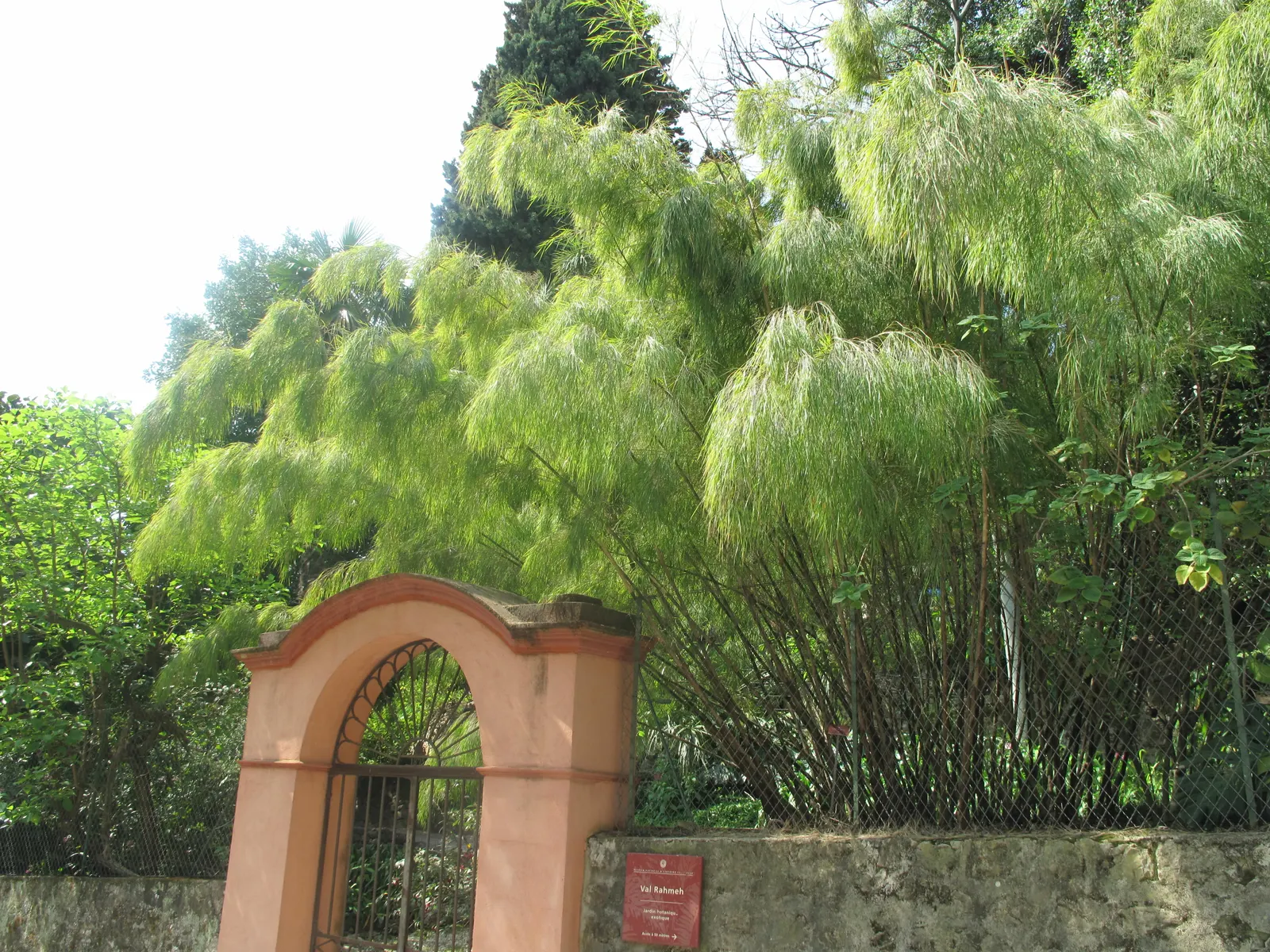 Mexican Weeping Bamboo (Otatea Acuminata Aztecorum) — This non-invasive species is appreciated for its gently arched; particularly during dry spells