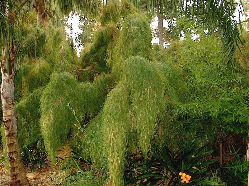 Mexican Weeping Bamboo (Otatea Acuminata Aztecorum) — proving to be a soothing addition to any garden sanctuary