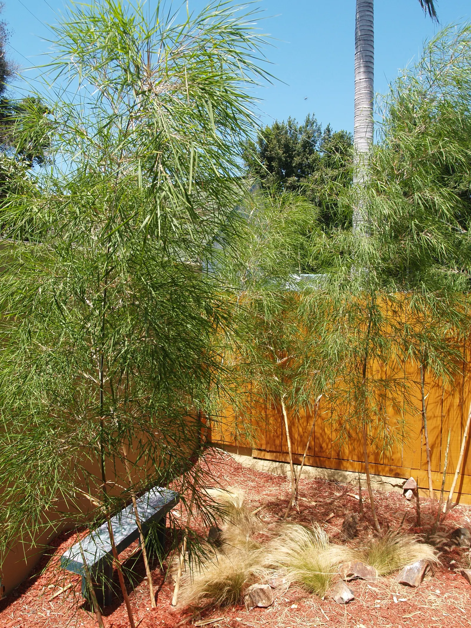 Mexican Weeping Bamboo (Otatea Acuminata Aztecorum) — Its clumping nature reduces the risk of unwanted spreading