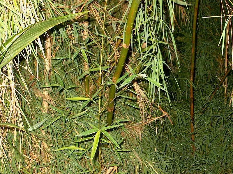 Mexican Weeping Bamboo (Otatea Acuminata Aztecorum) — This clumping bamboo reaches heights of 15-20 feet and spreads 10-15 feet wide; consider its mature size