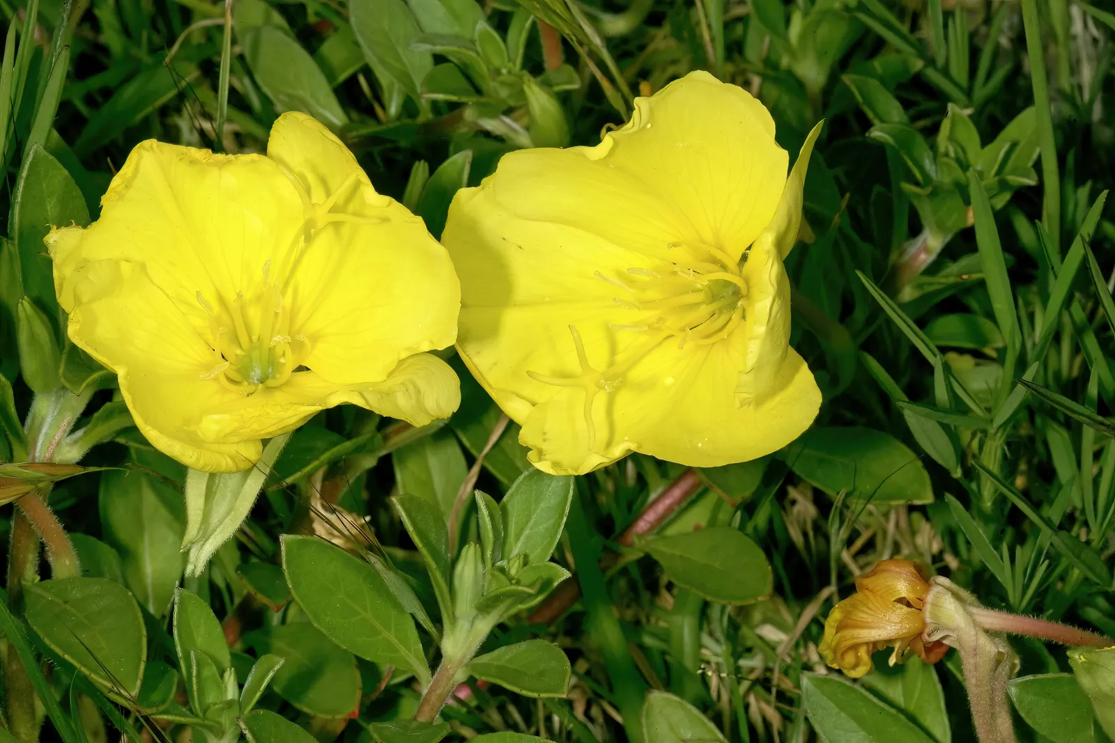 Beach Evening Primrose (Camissonia Cheiranthifolia) — These blooms unfurl their petals during daylight hours from early spring into the warm days of summer
