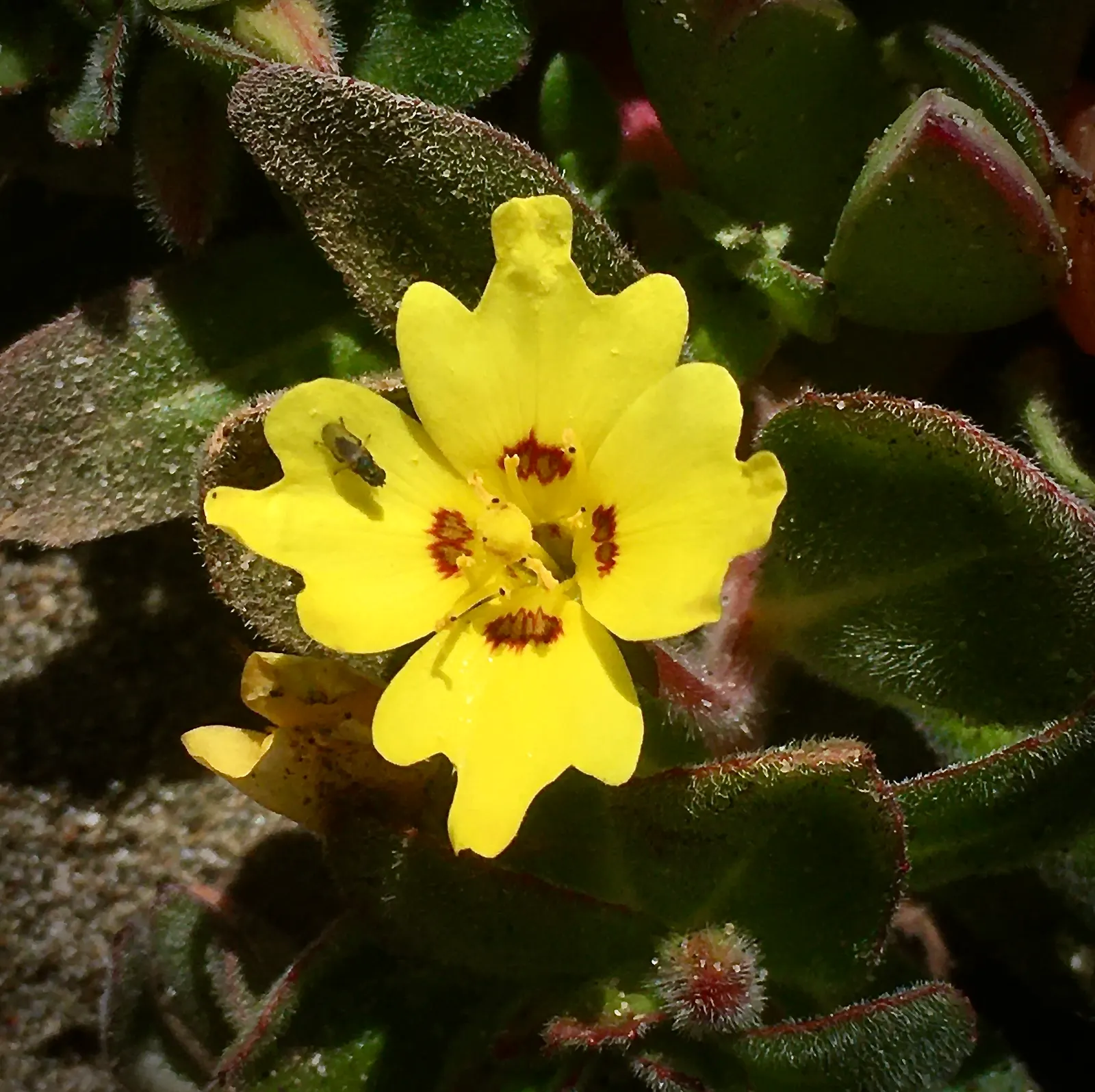Beach Evening Primrose (Camissonia Cheiranthifolia) — this low-growing species flourishes in USDA hardiness zones 8 to 10