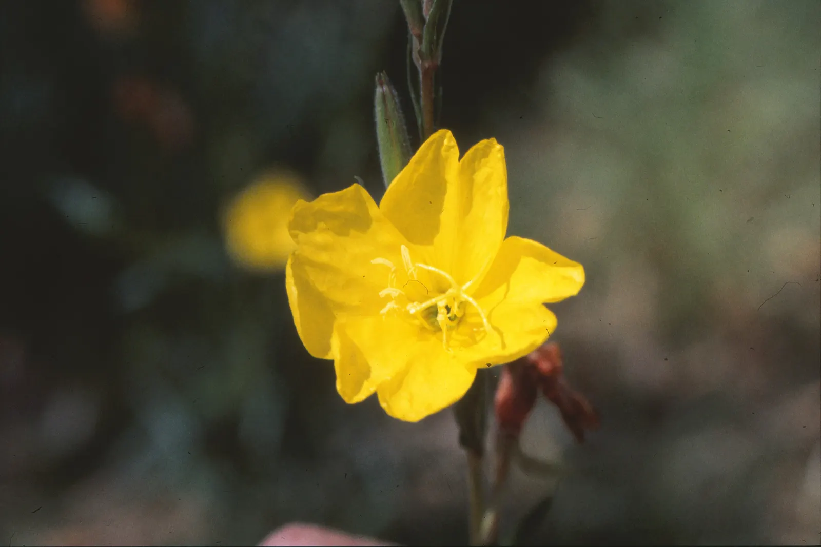 Beach Evening Primrose (Camissonia Cheiranthifolia) — Exceptional for its resilience in sandy; blooms appear mostly in spring and summer, offering excellent