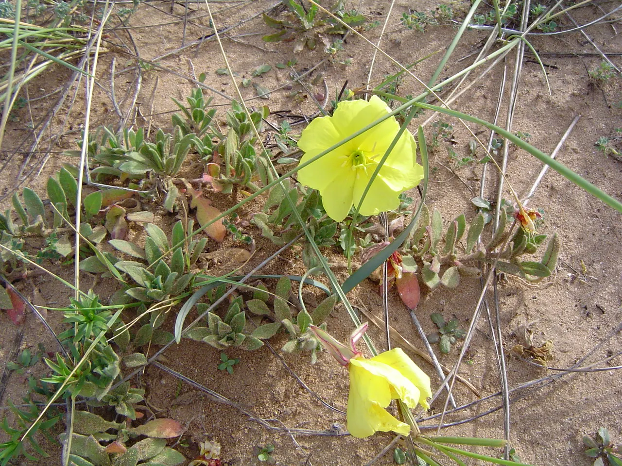 Beach Evening Primrose (Camissonia Cheiranthifolia) — Exceptional for its resilience in sandy