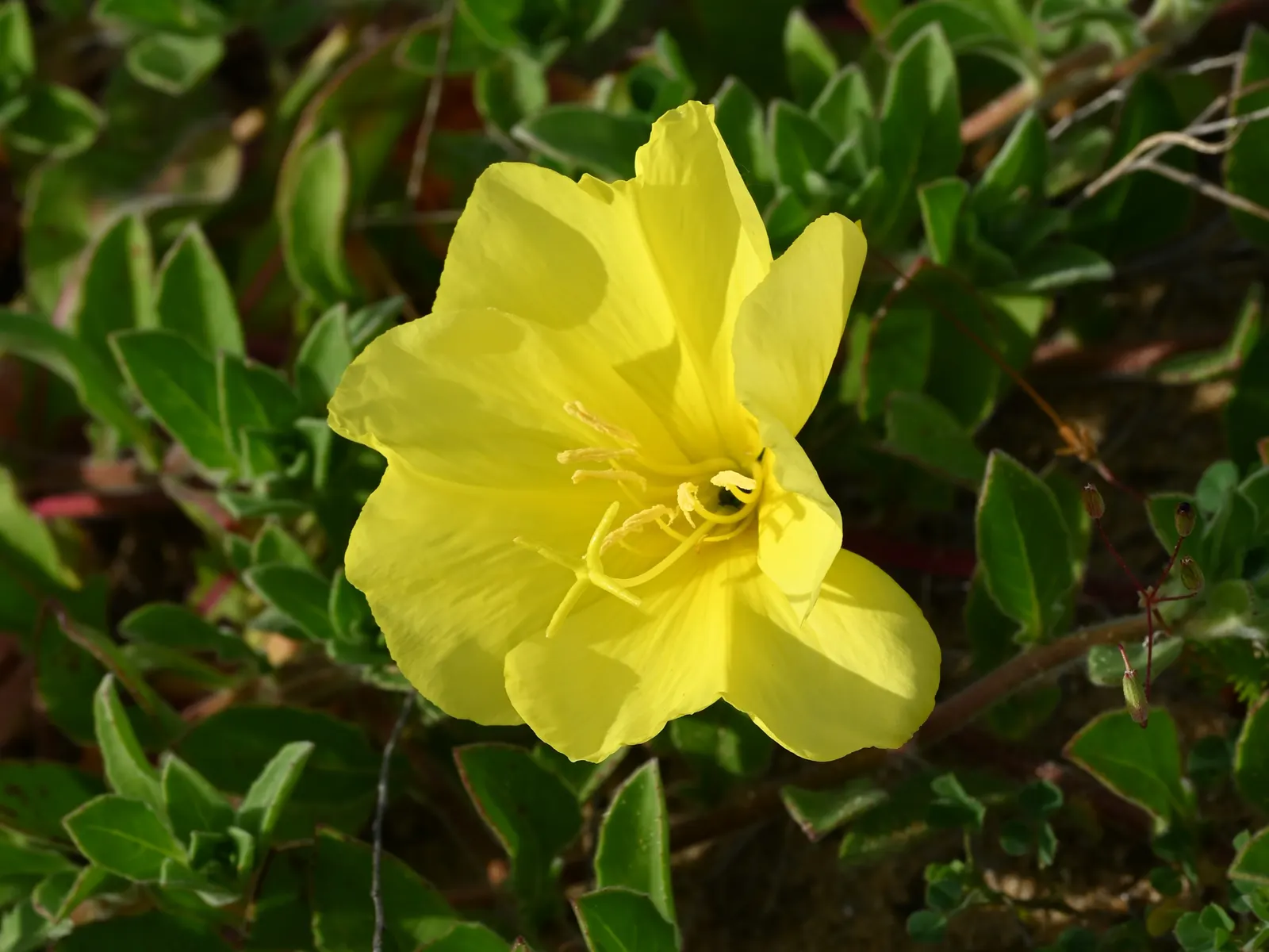Beach Evening Primrose (Camissonia Cheiranthifolia) — a perennial treasure native to the coastal dunes of western North America