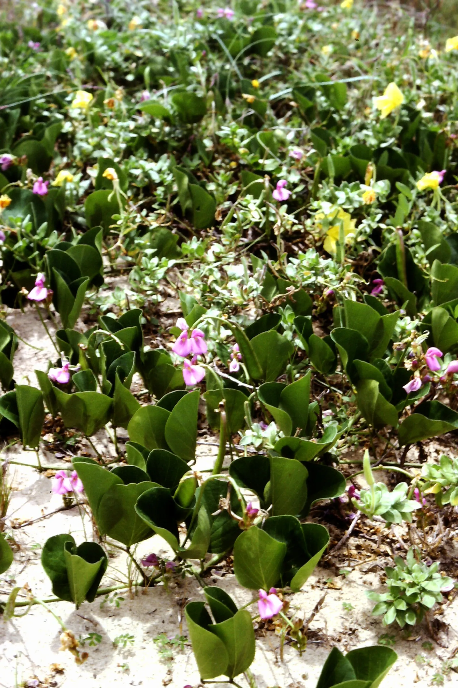 Beach Evening Primrose (Camissonia Cheiranthifolia) — showcases vibrant yellow flowers atop green; which mirrors its natural coastal habitat