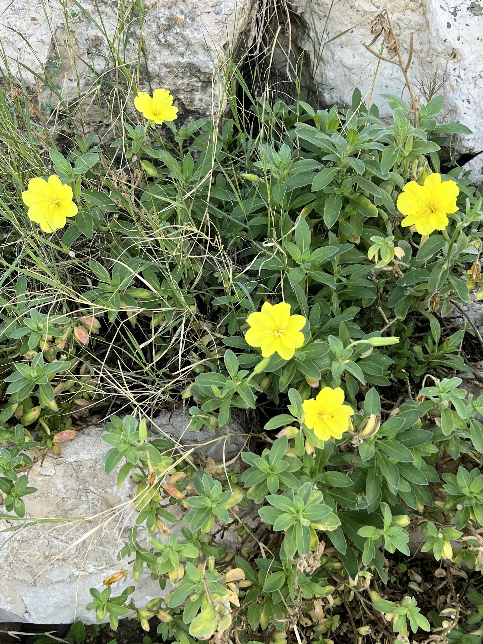 Beach Evening Primrose (Camissonia Cheiranthifolia) — showcases vibrant yellow flowers atop green